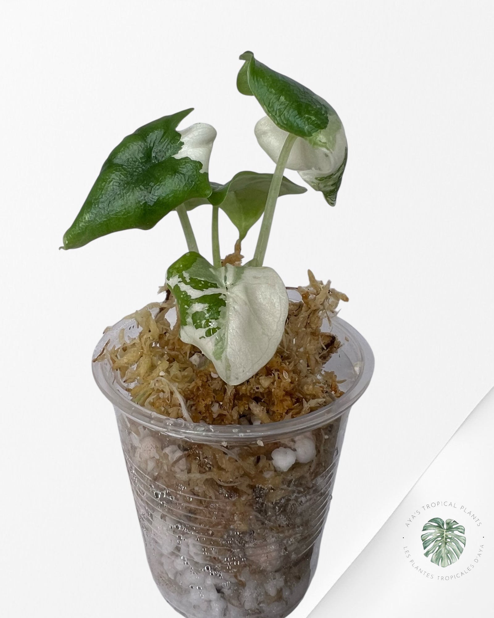 Alocasia Melo panaché (Albo) - TC6
