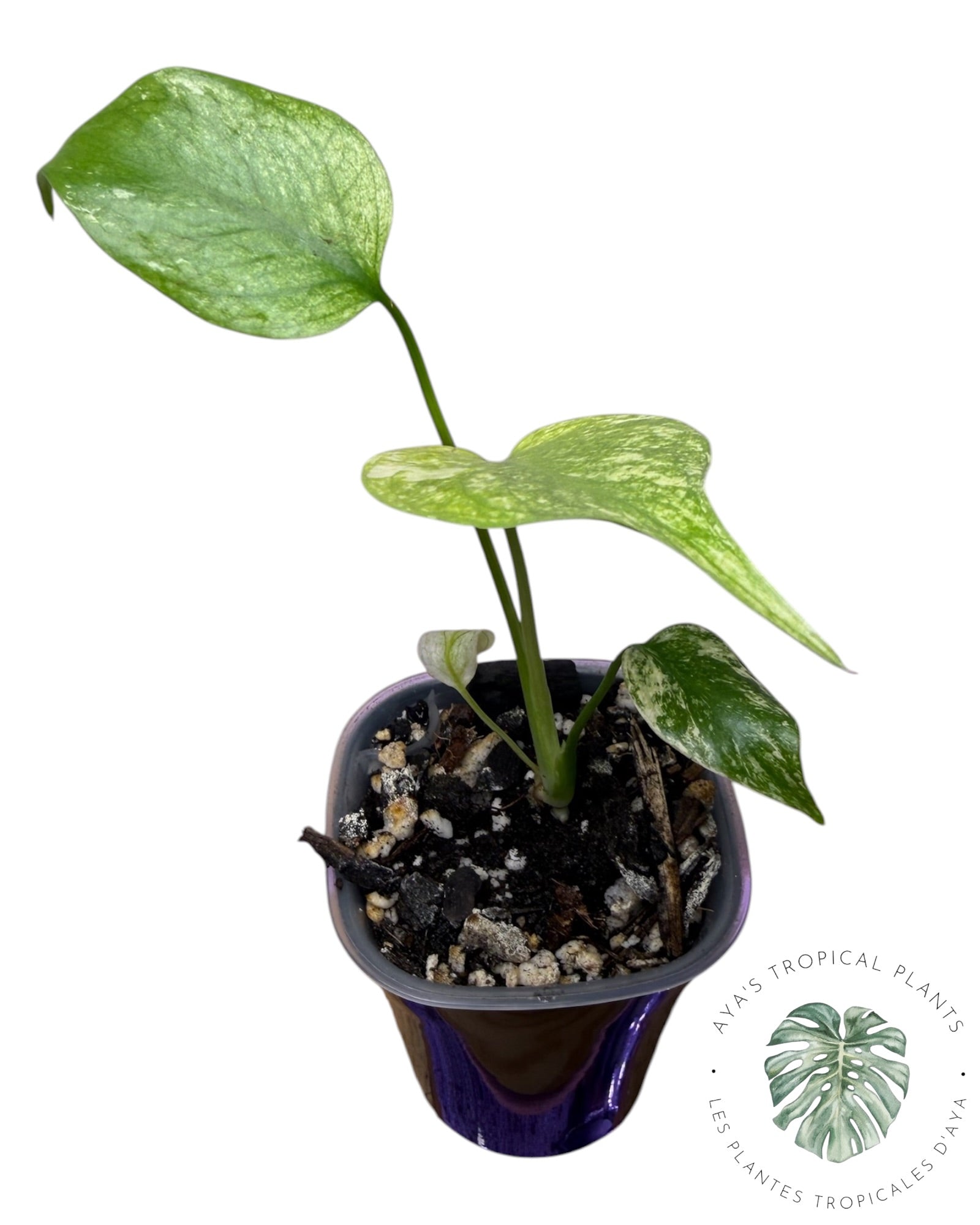 Monstera White Monster