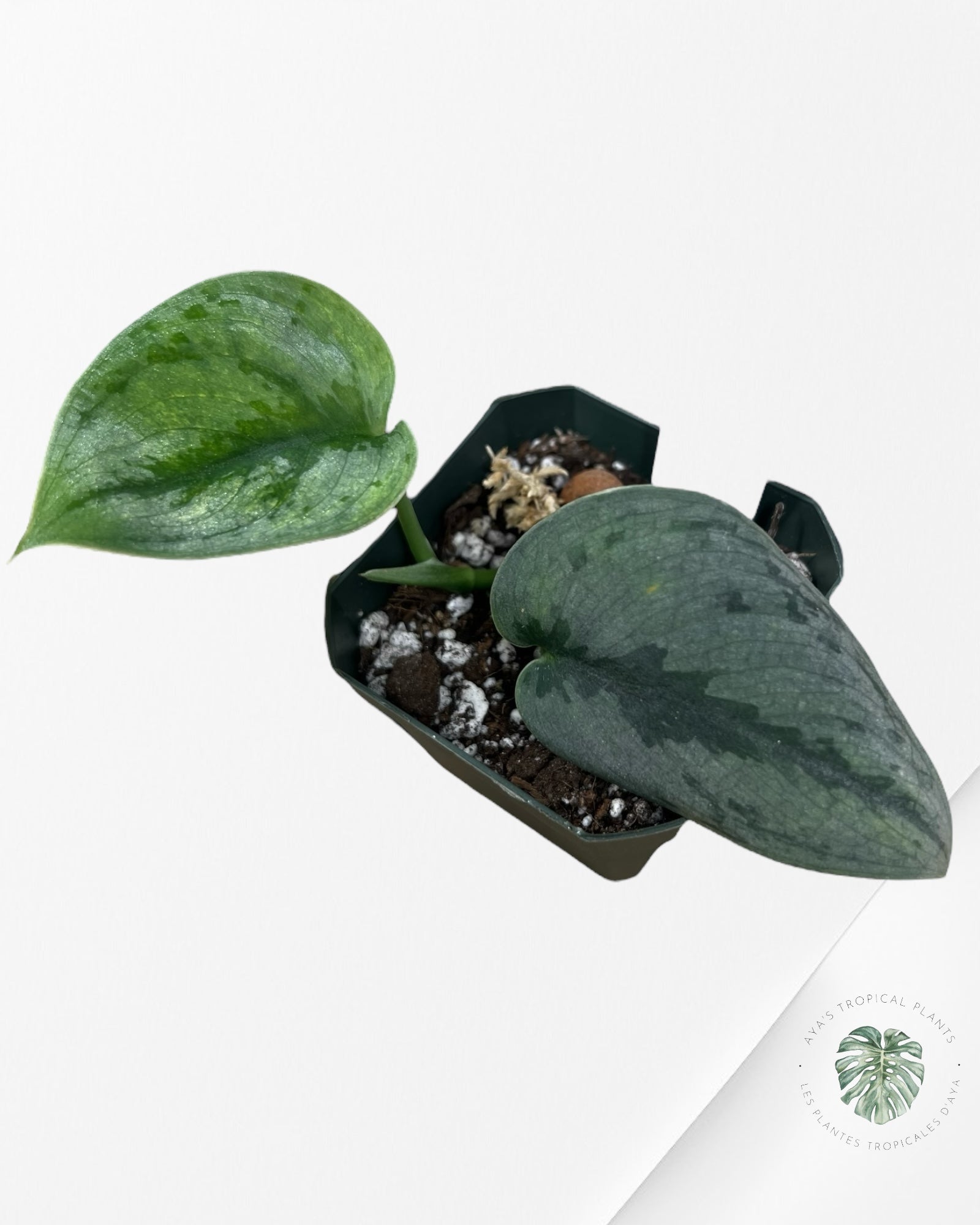 Scindapsus Sparklin Bornéo - P38