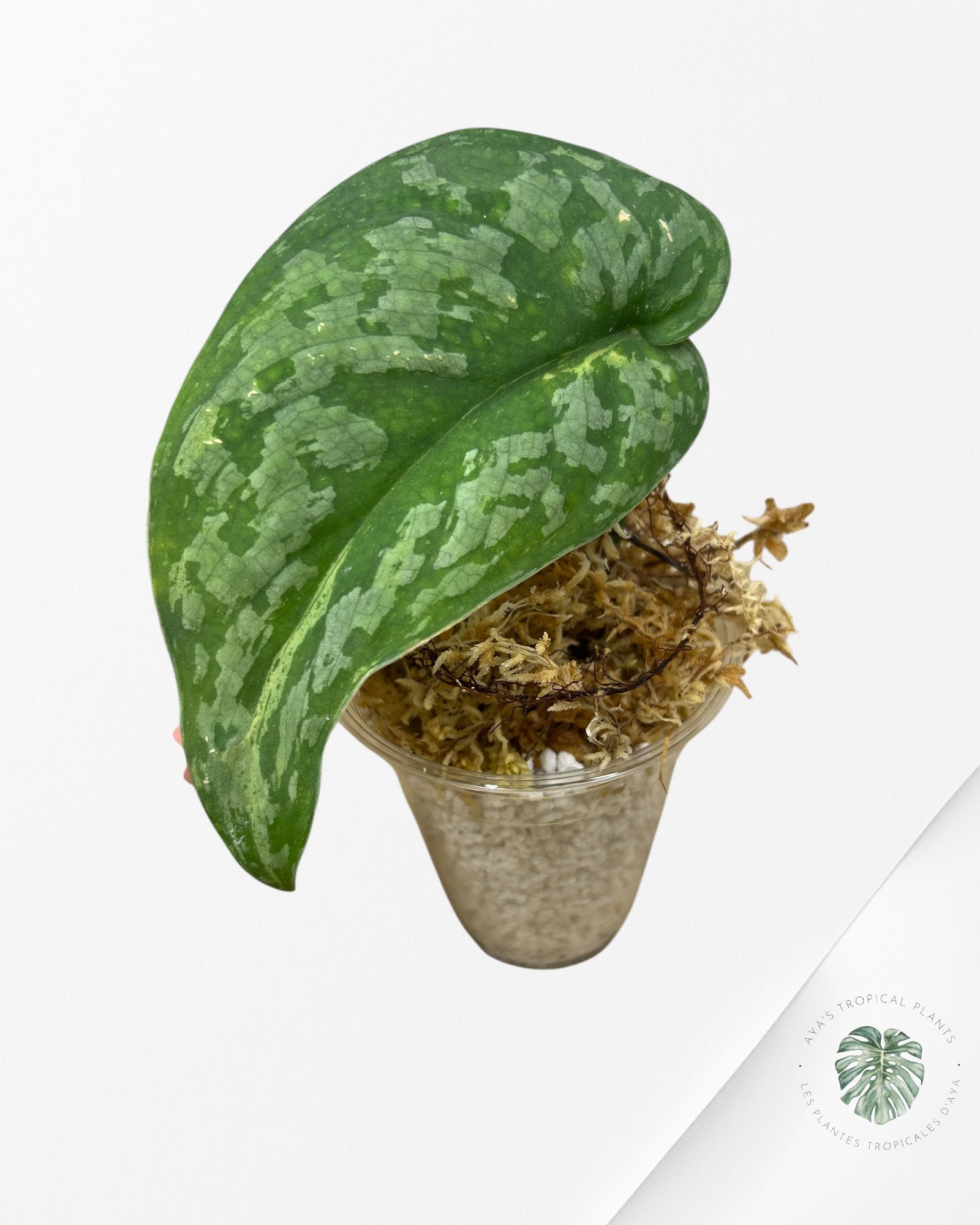 Scindapsus Exotica Mejile - MP3