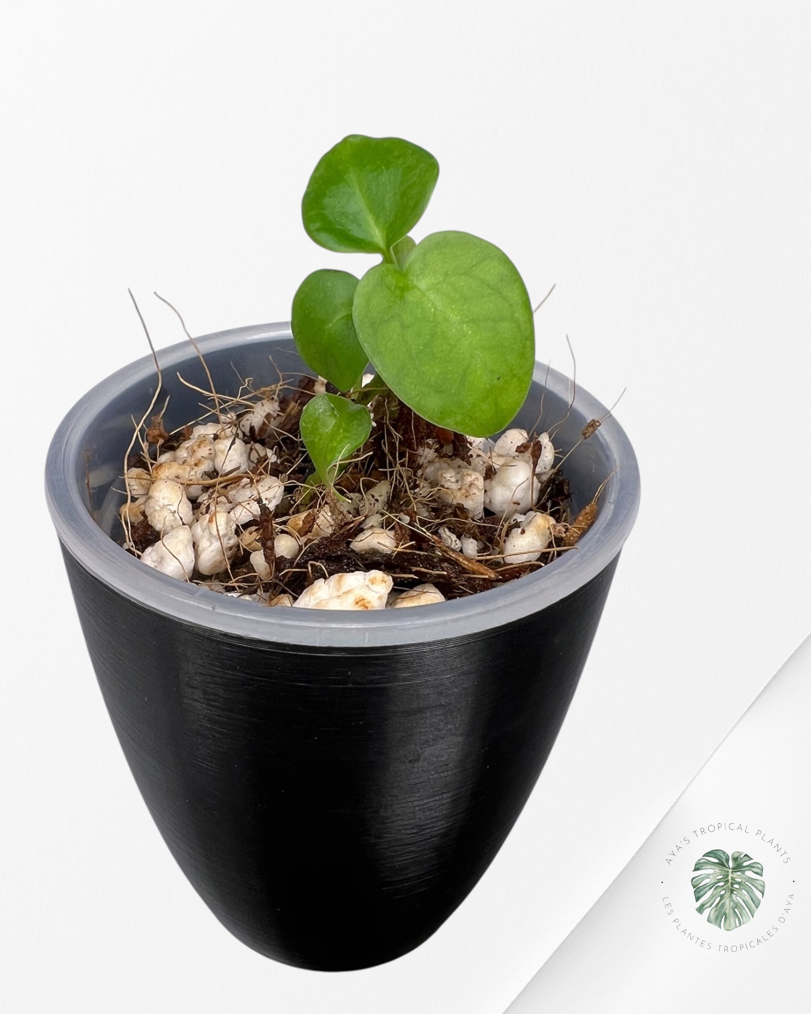 Anthurium Purple Crystallinum