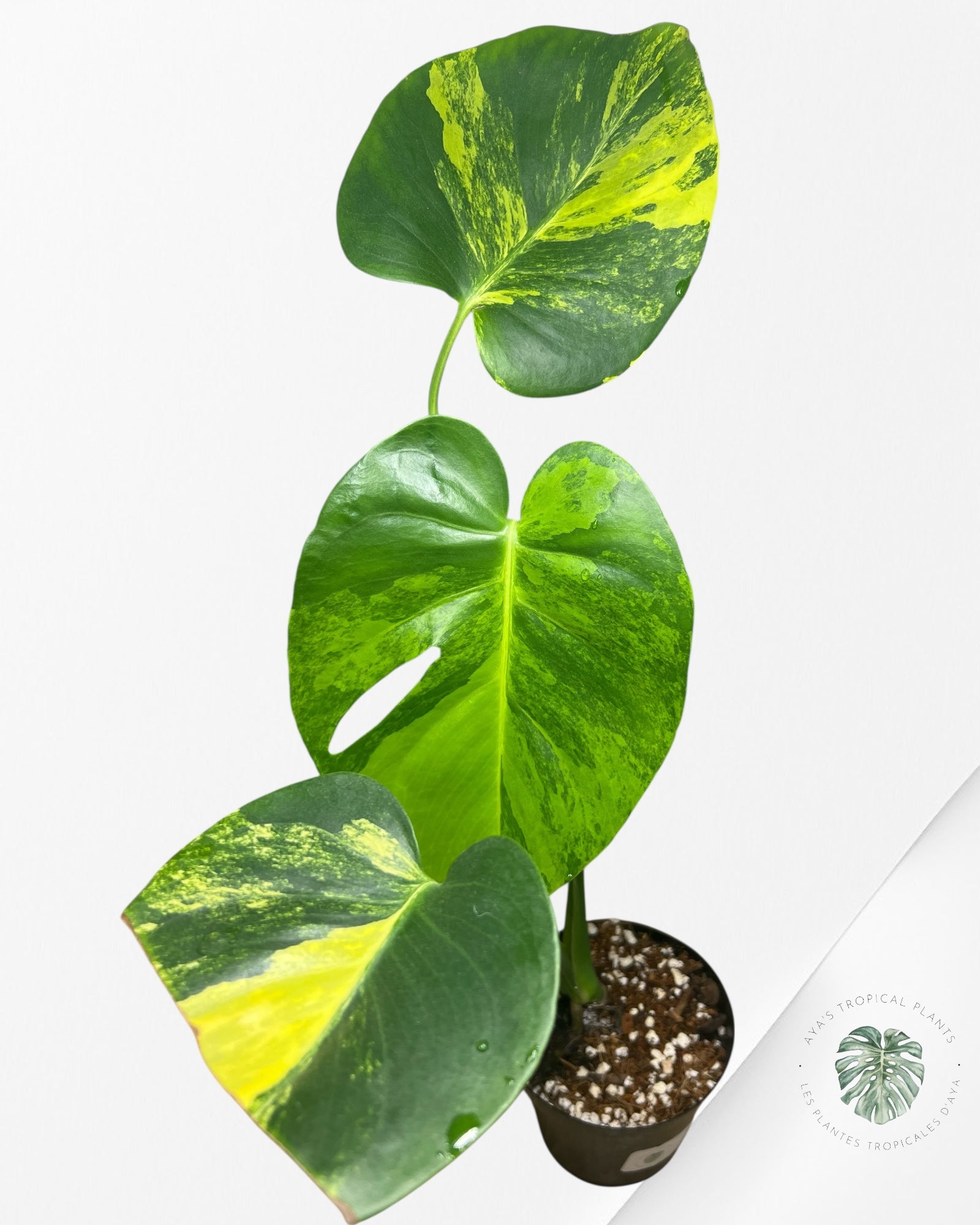 Monstera Deliciosa Yellow 'Marilyn' variegated - 8