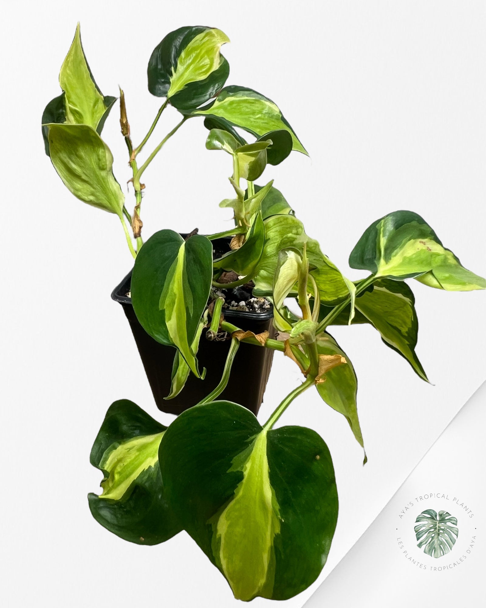 Philodendron hederaceum 'Cream Splash' - F4