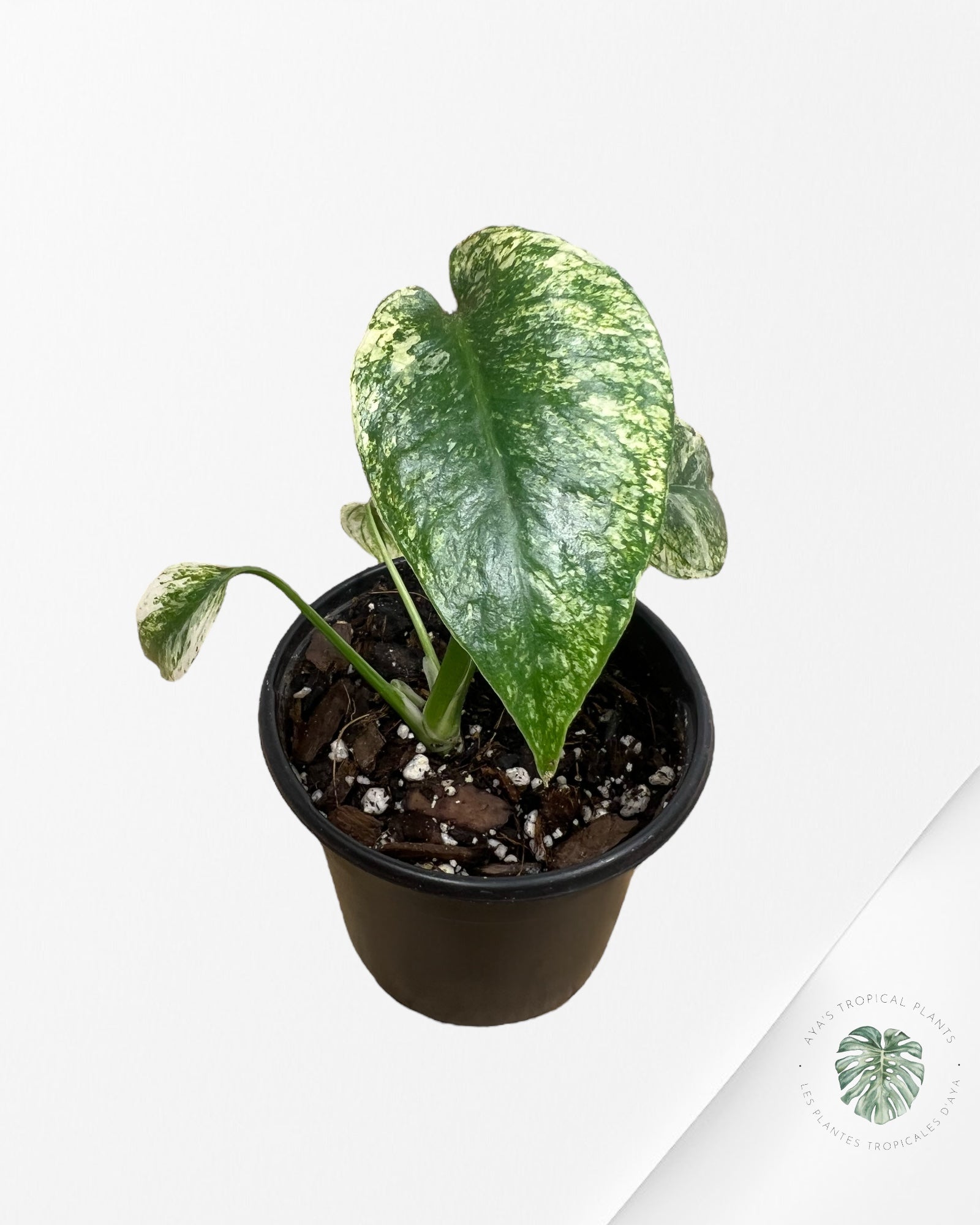 Monstera Deliciosa Mint - MA5