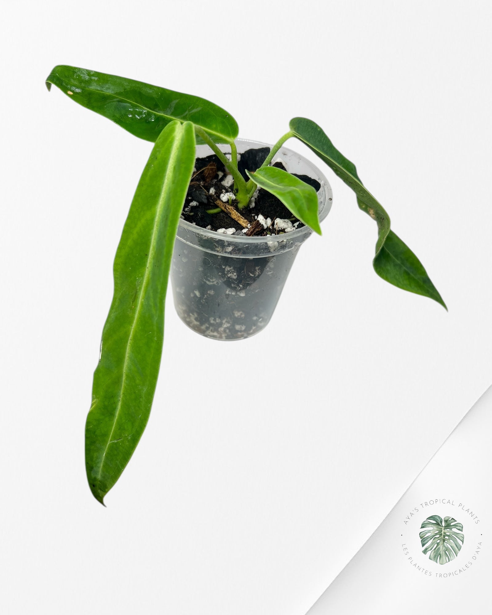 Anthurium Warocqueanum - 04