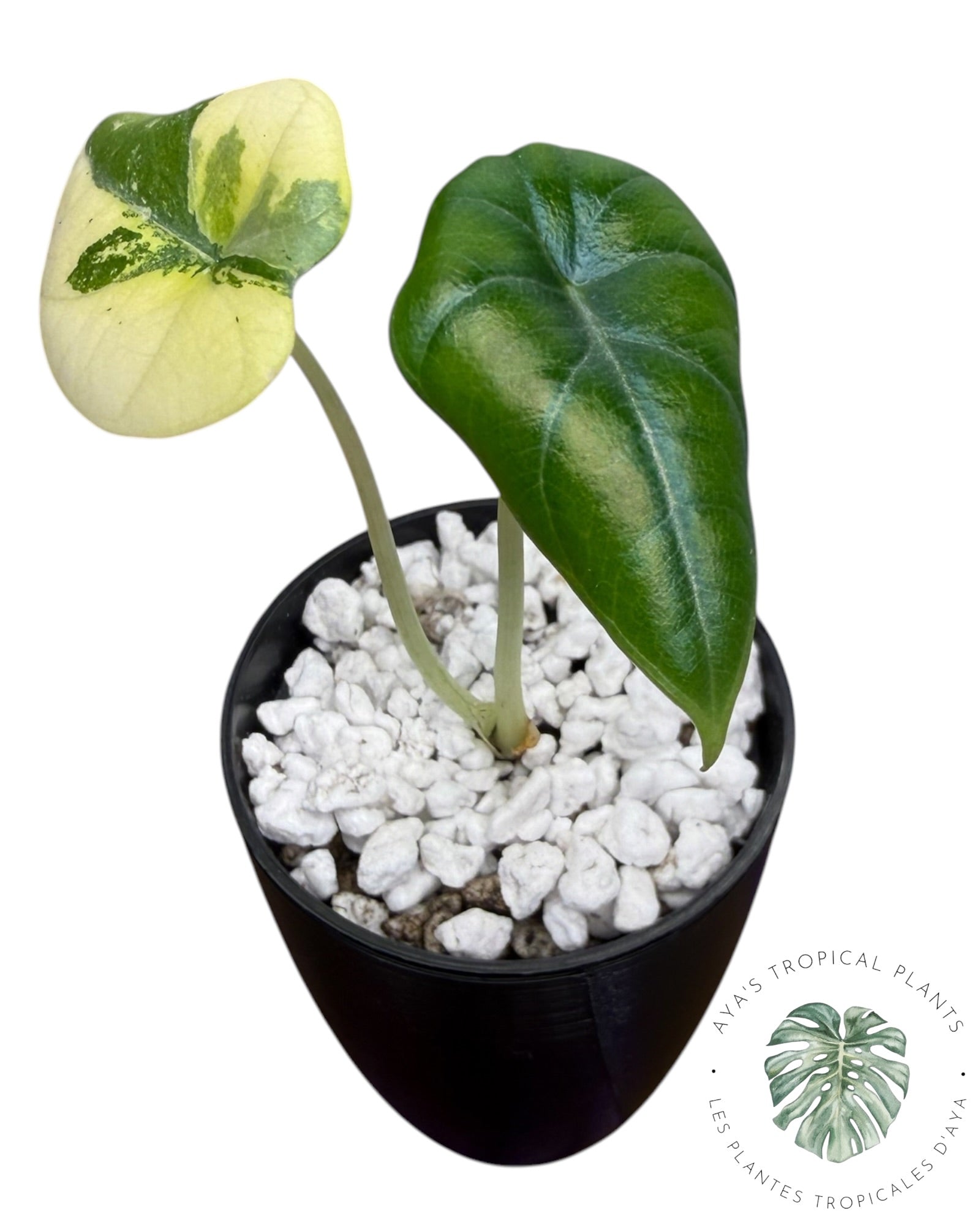 Alocasia Maharani Golden Lime