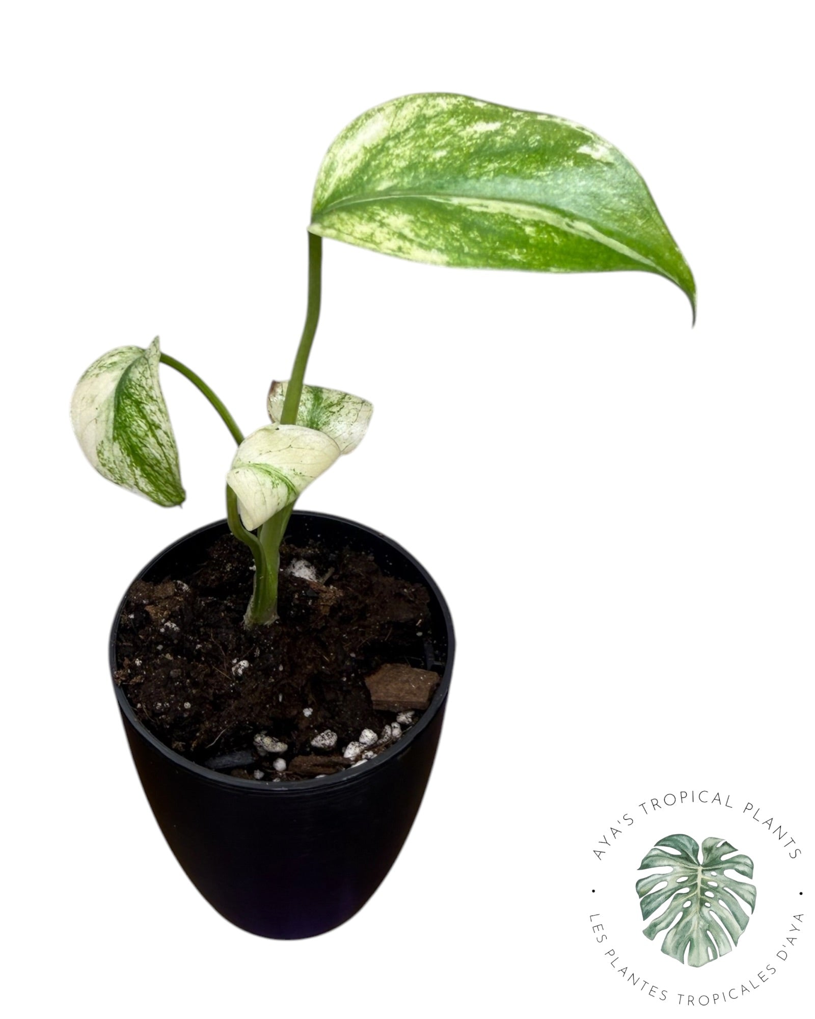 Monstera White Monster