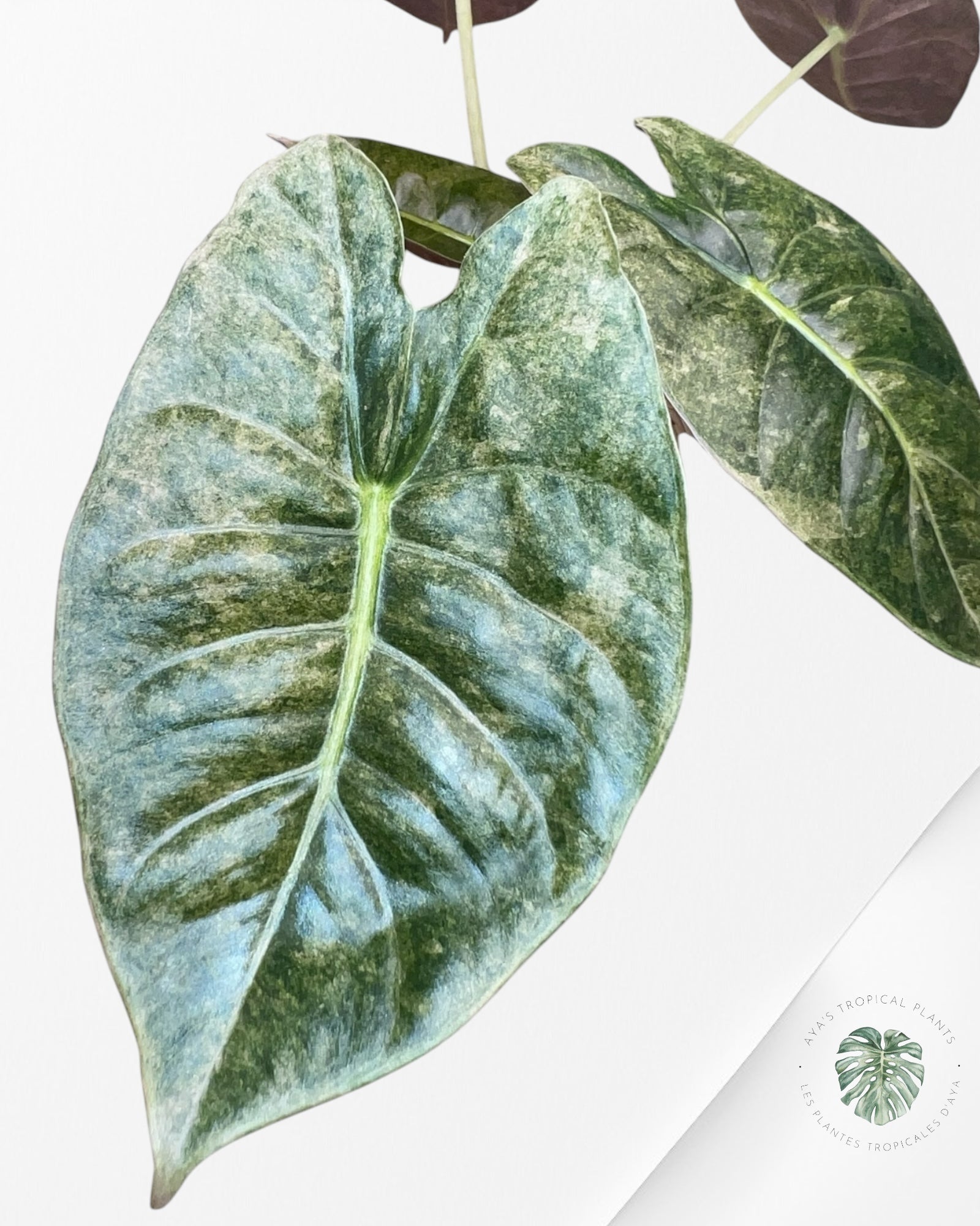 Alocasia Golden Bone Pink Splash