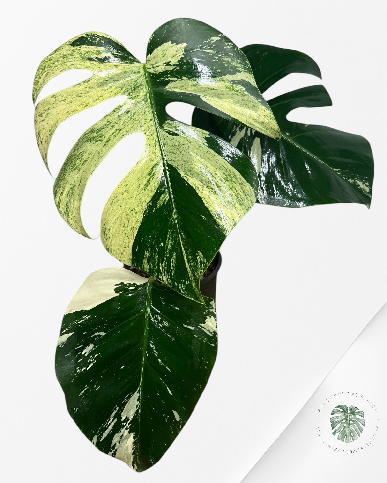 Monstera Deliciosa Mint - M1