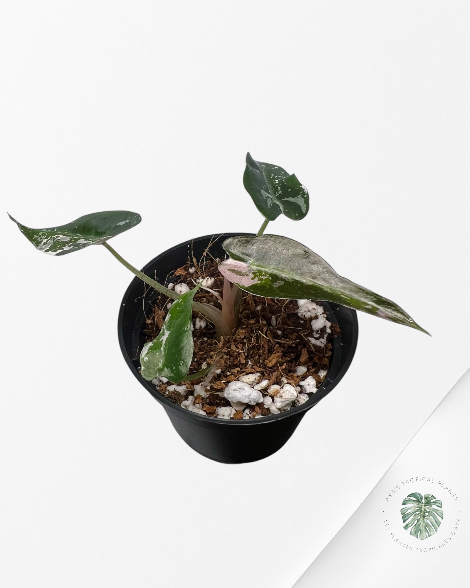 Alocasia Bambino Variegated (pink) - C