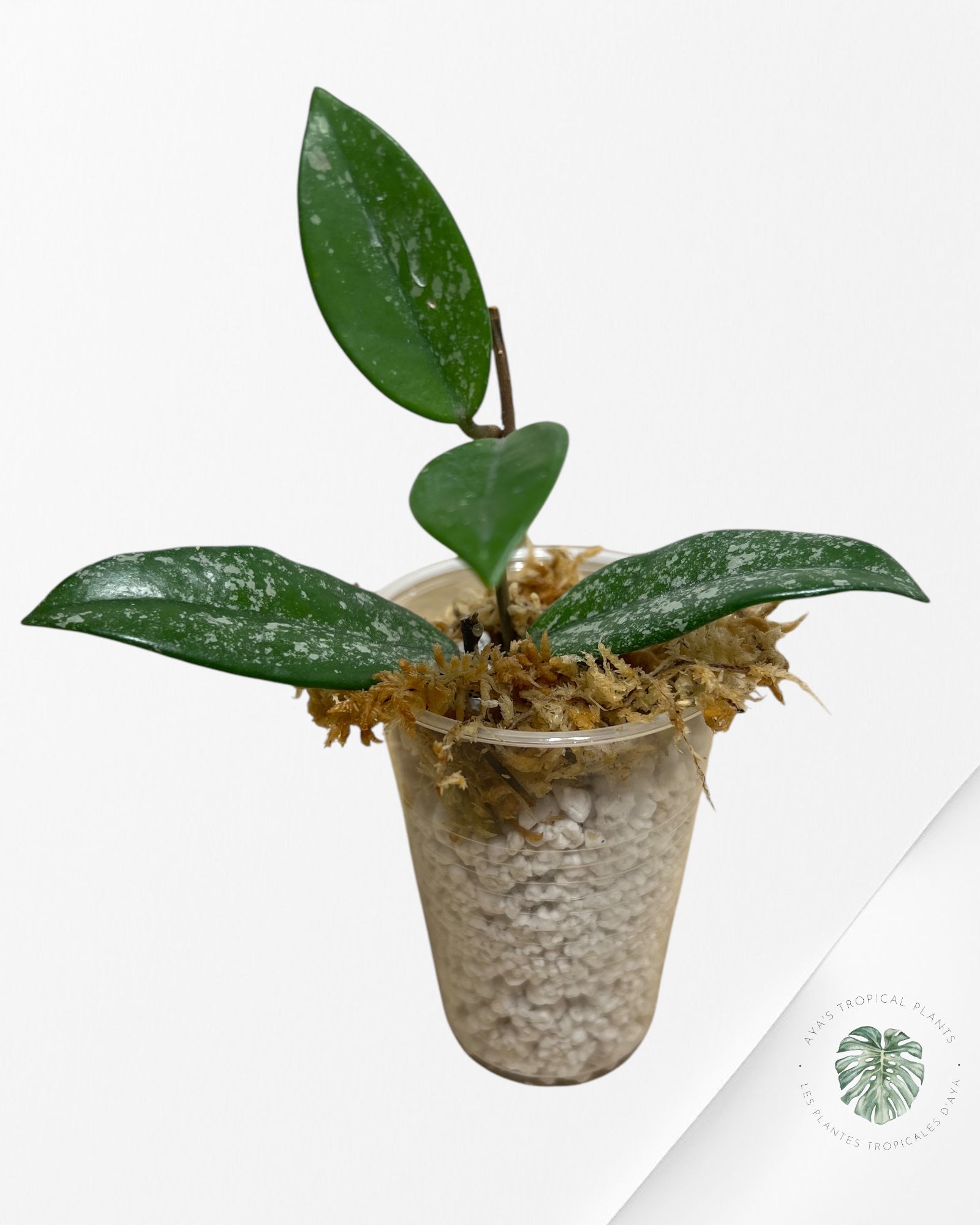 Hoya Carnosa Wilbur Graves - I