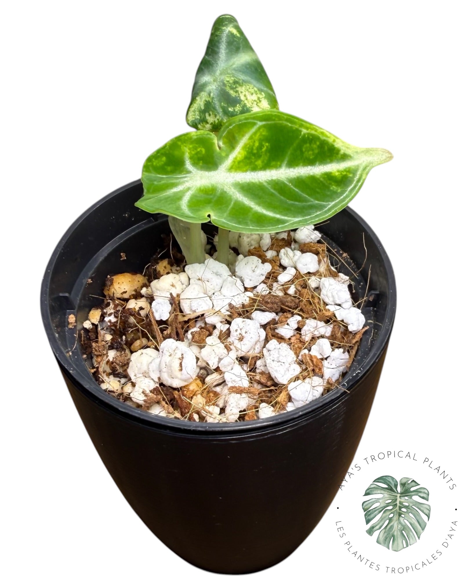 Alocasia Ninja Aurea