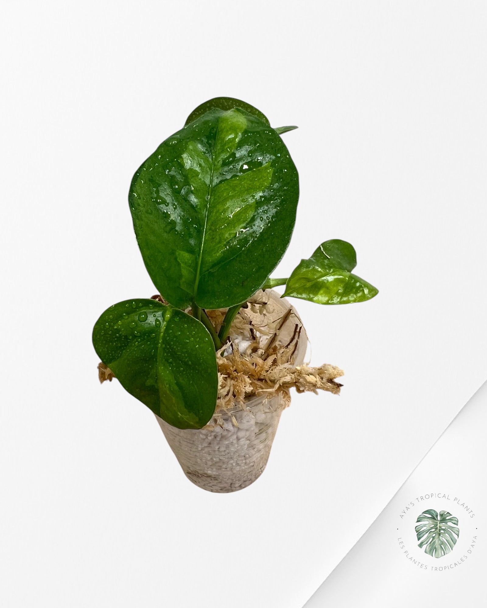 Pothos Global Green PGG01