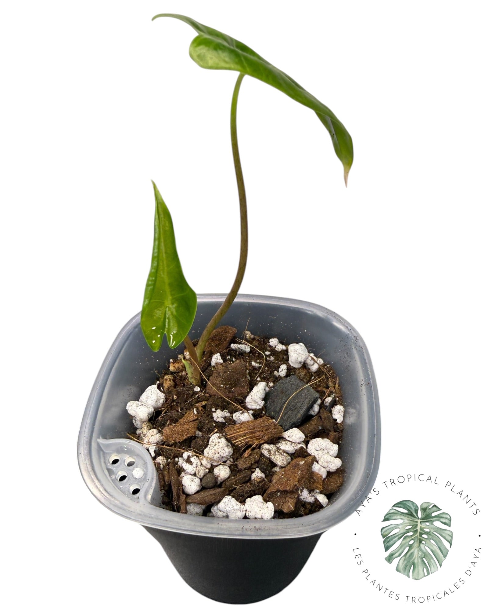 Alocasia Black Satun Pink Bone