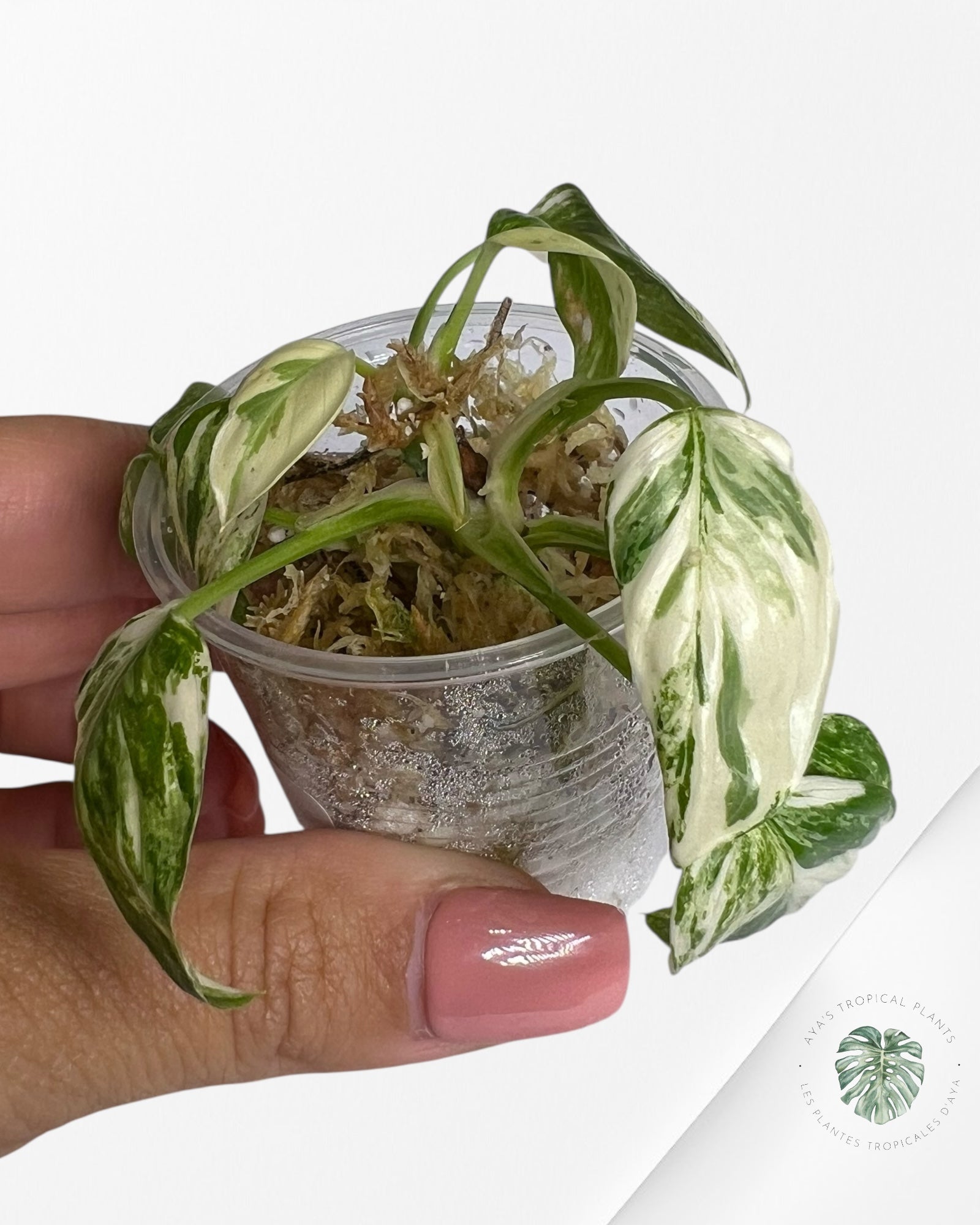 Homalomena rubescens "Albo" variegated - TC10