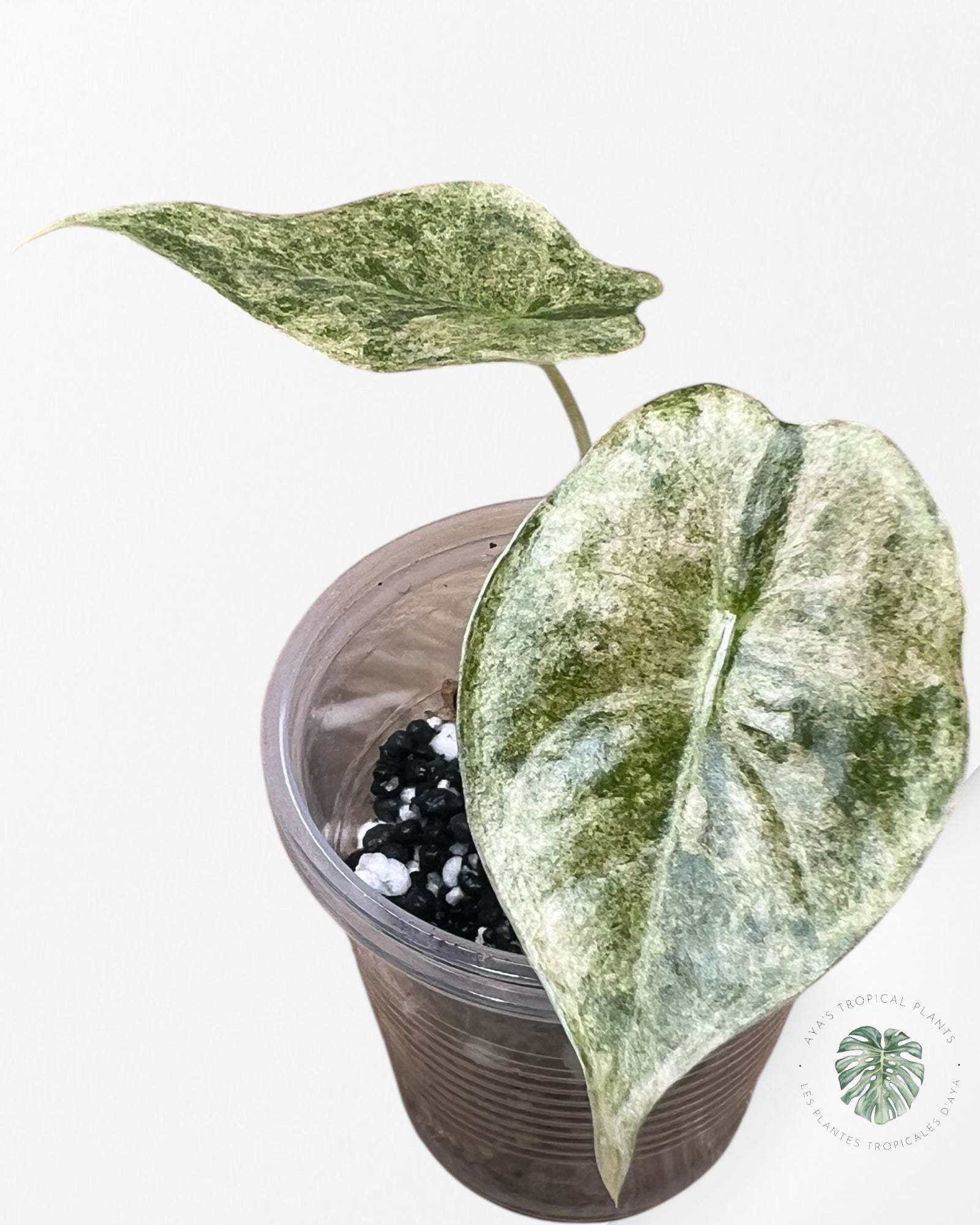 Alocasia Golden Bone Pink Splash
