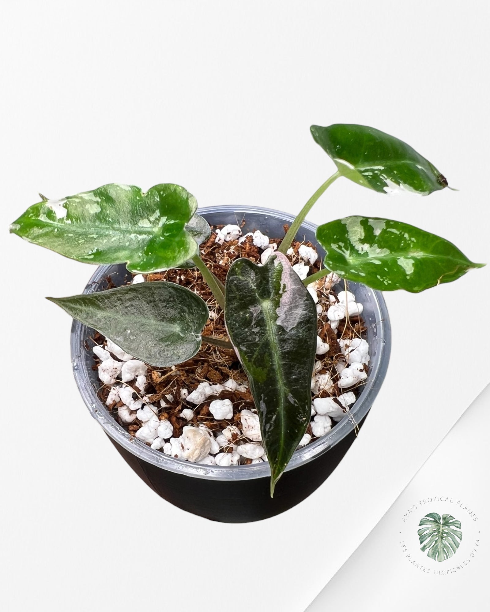 Alocasia Bambino rose panaché