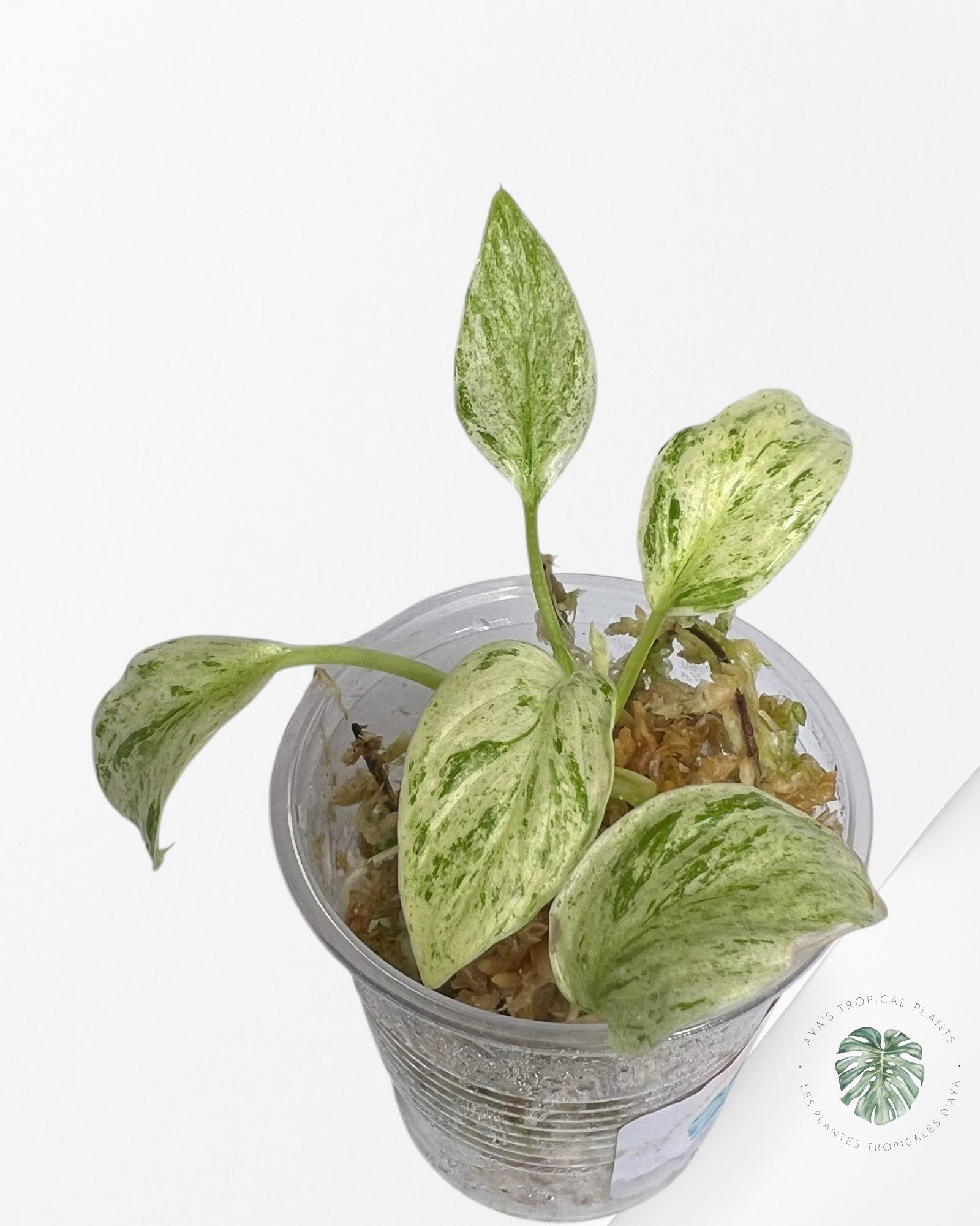 Homalomena rubescens "Mint" variegated - TC2