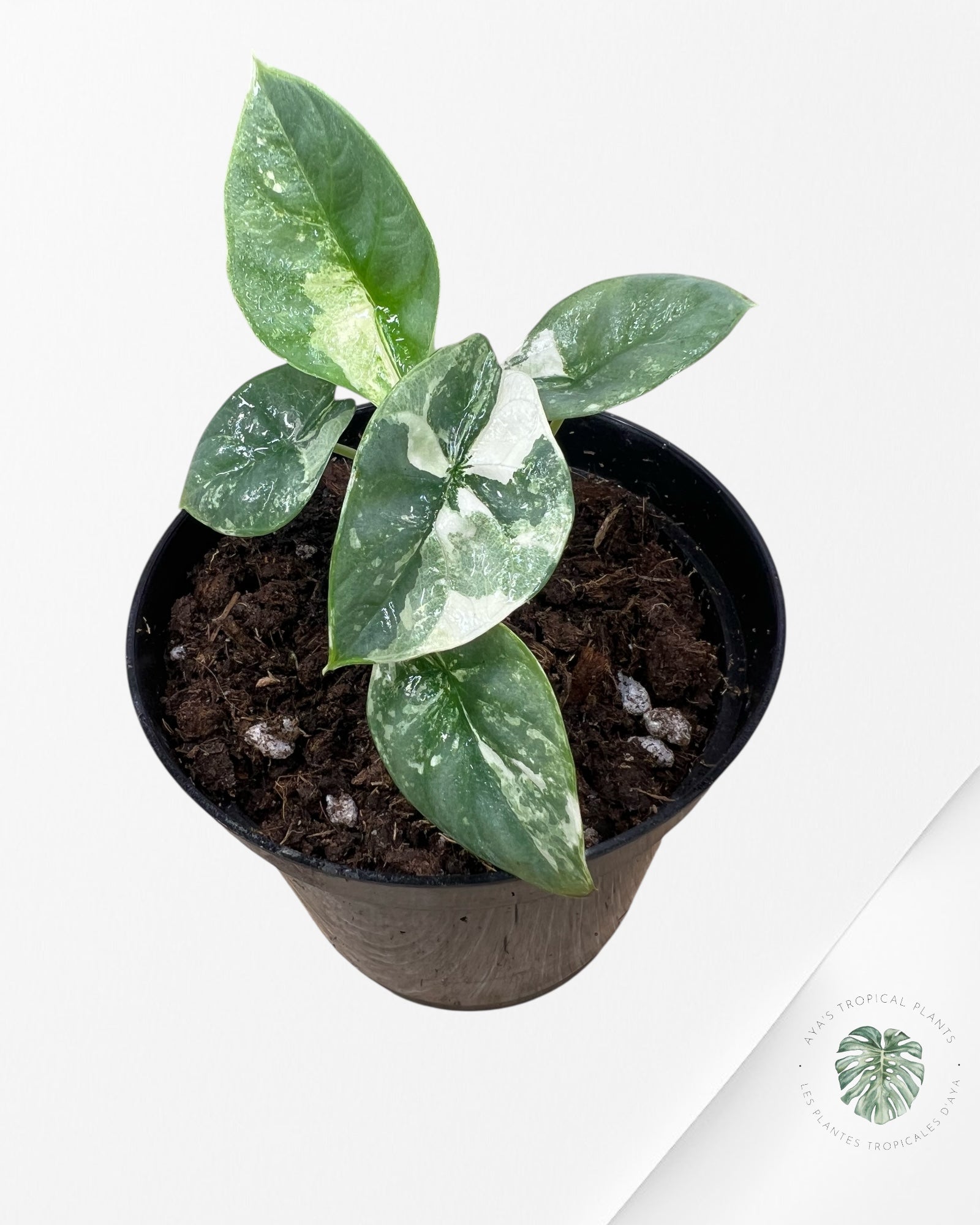Alocasia baginda 'Silver Dragon' panaché - F3