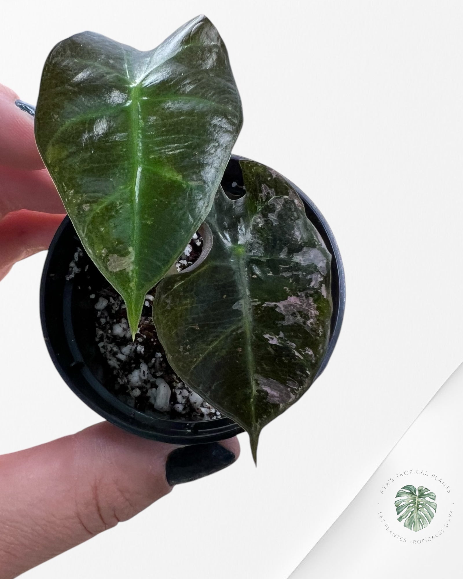 Alocasia Polly Variegata (rose de catégorie A) - T1