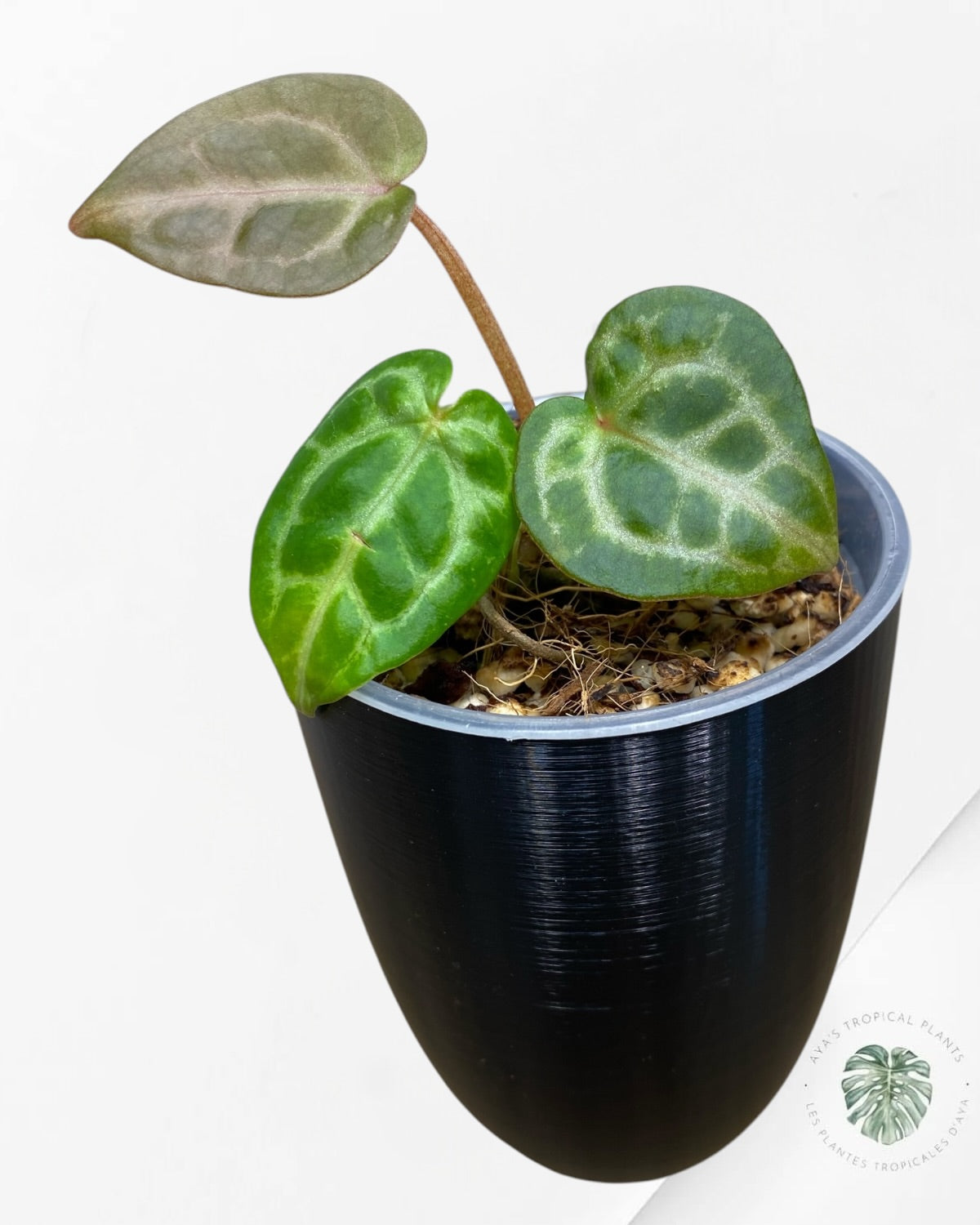 Anthurium Red Crystallinum × (SKG × Silver Tiger)
