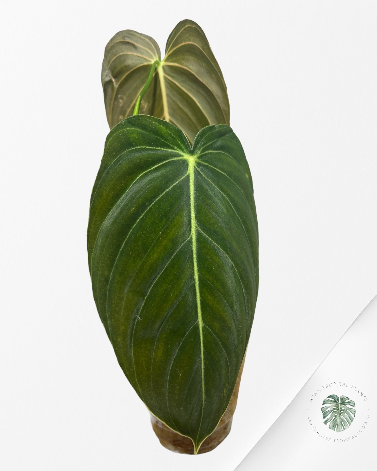 Philodendron melanocrysum variegated - F4