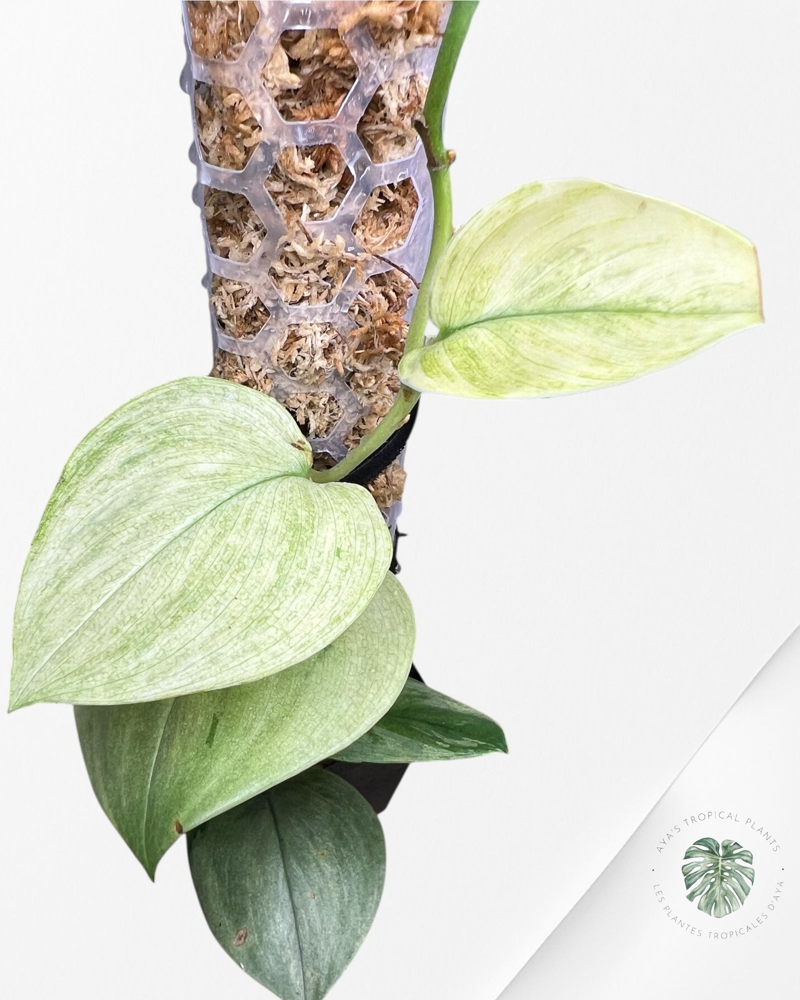 Scindapsus Treubii Moonlight White Mint - STM06