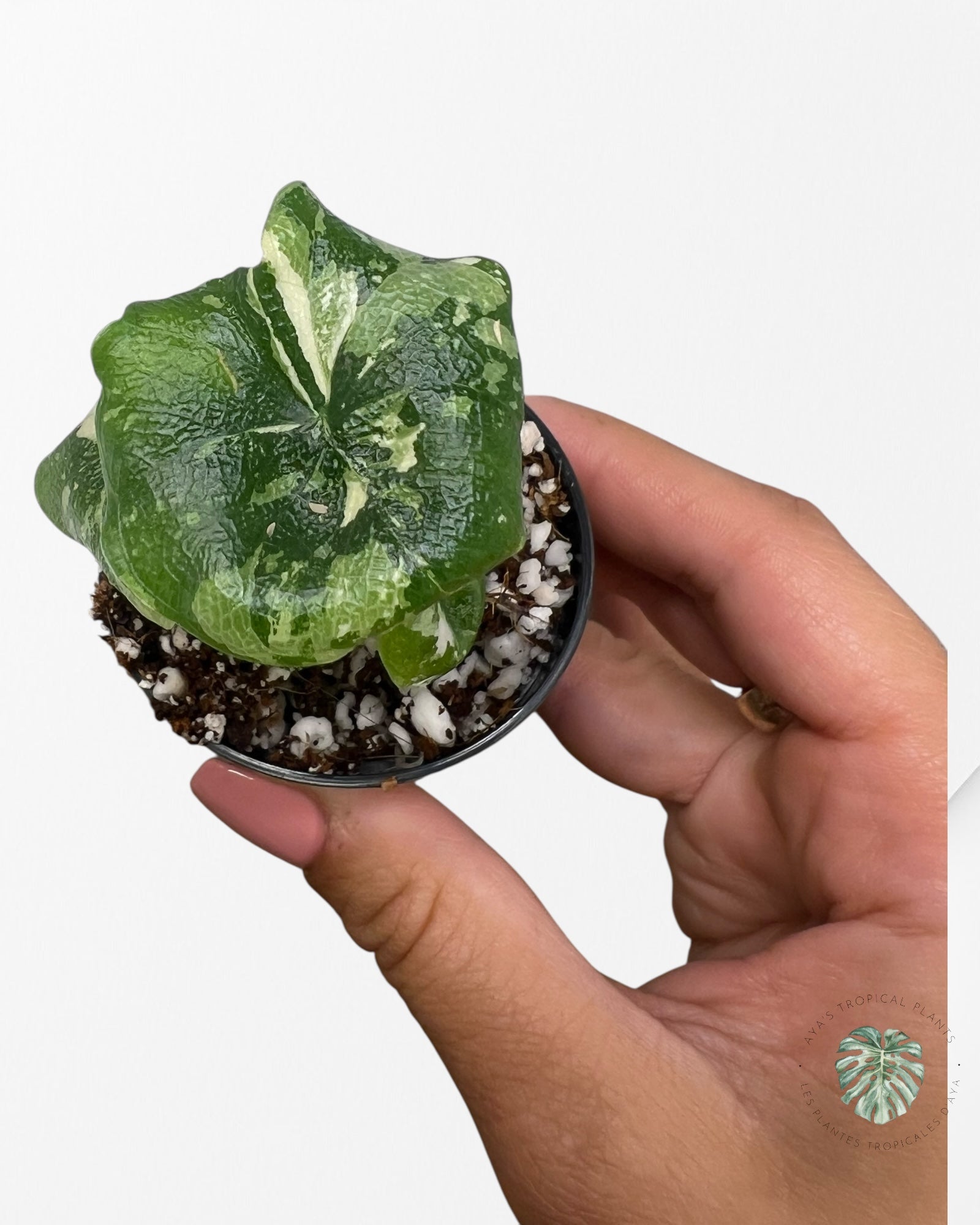 Alocasia Melo Albo Variagated-TC6