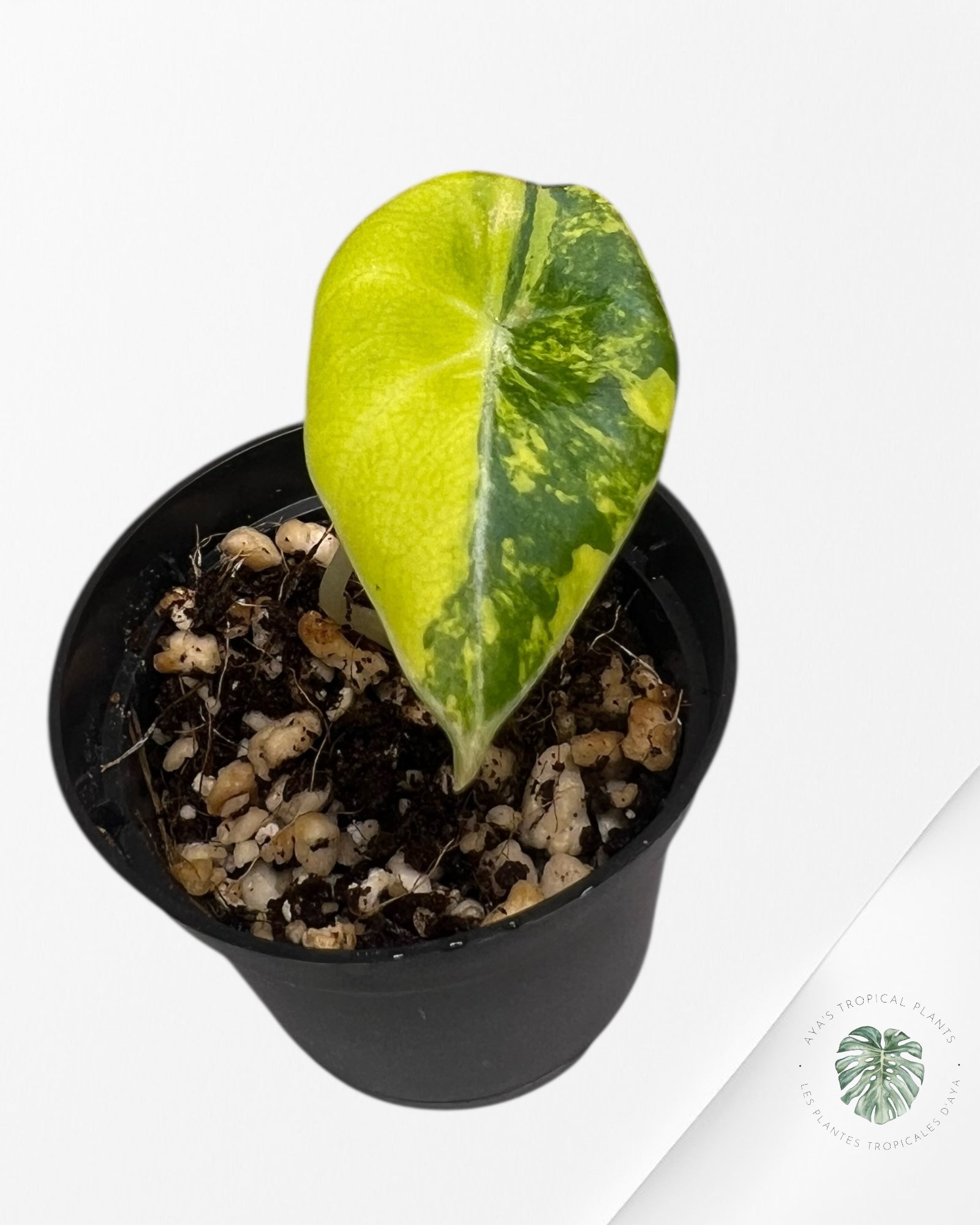 Alocasia Black Velvet Gold Variegata ( Aurea)-BG2