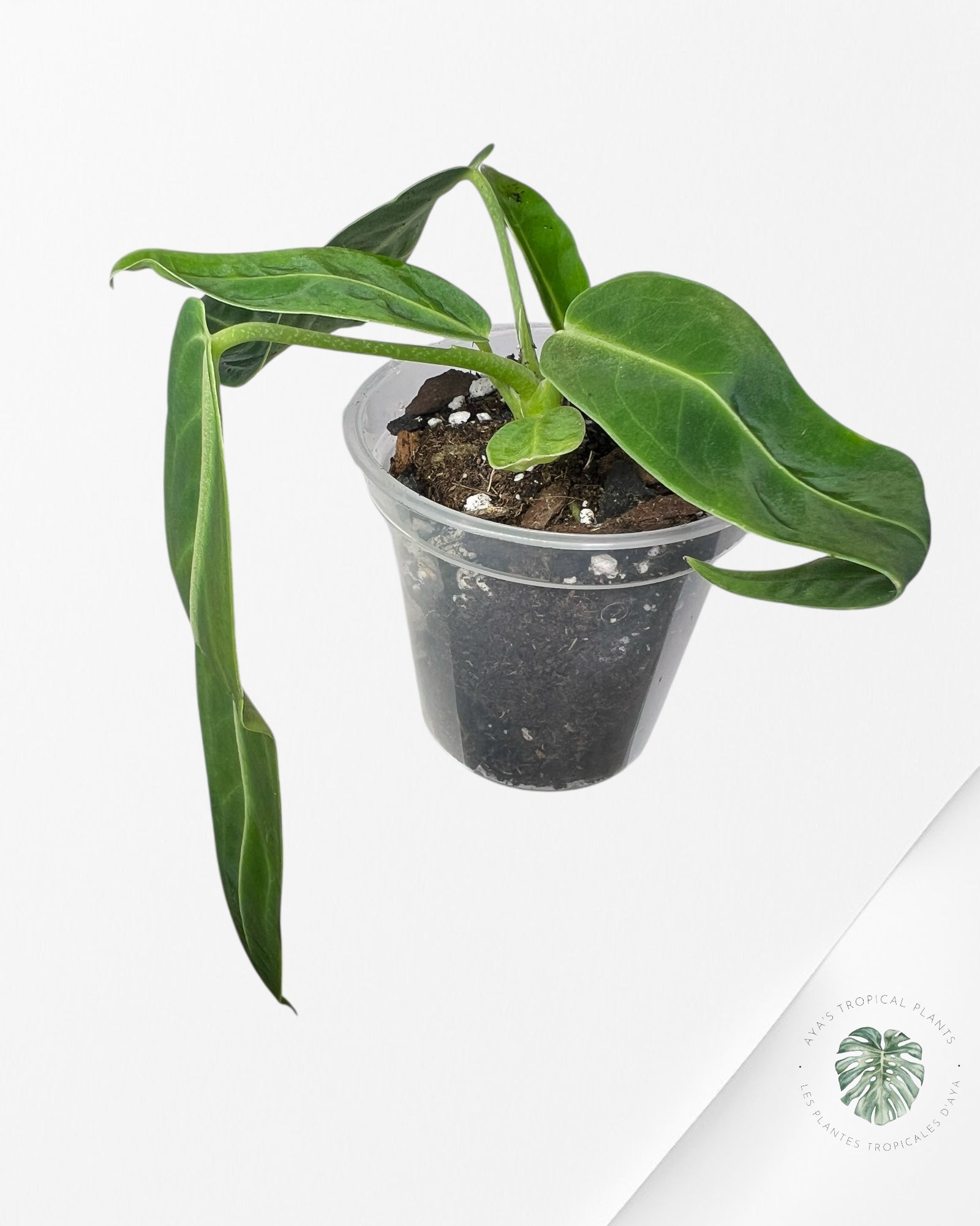 Anthurium Warocqueanum - 01