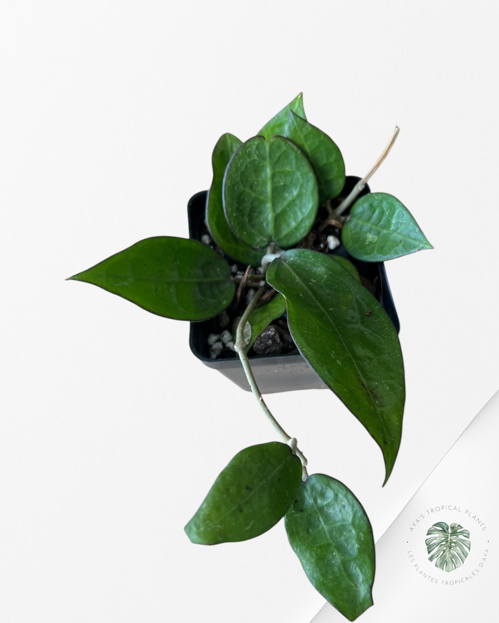 Hoya Black Margin