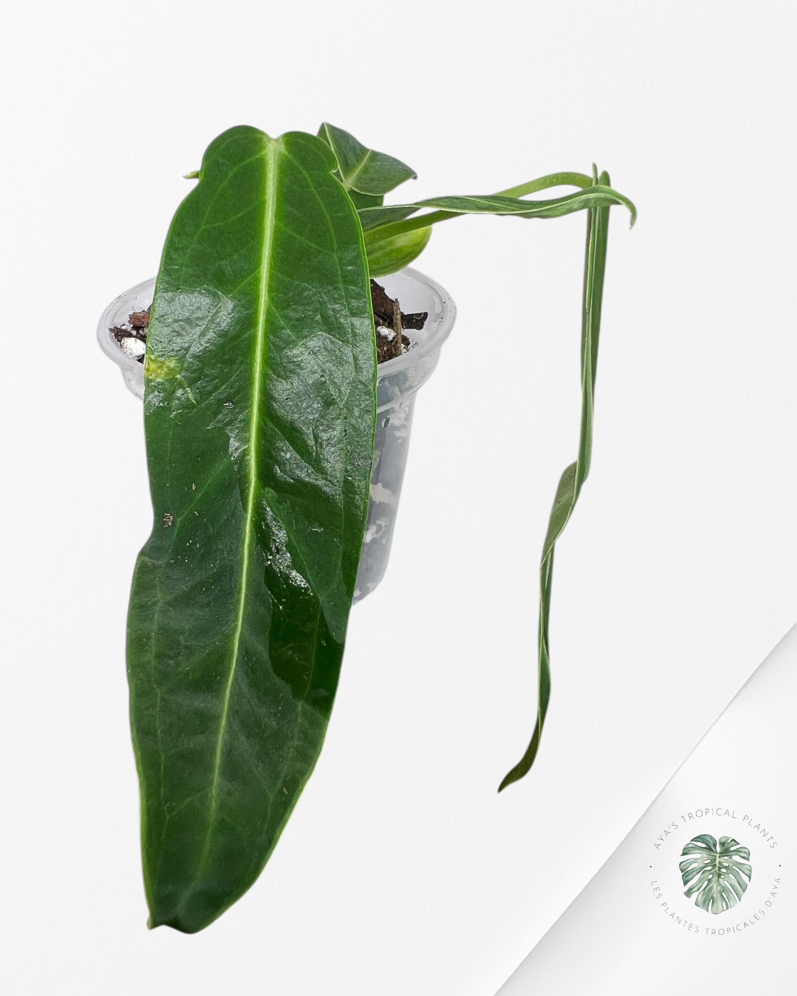 Anthurium Warocqueanum - 01