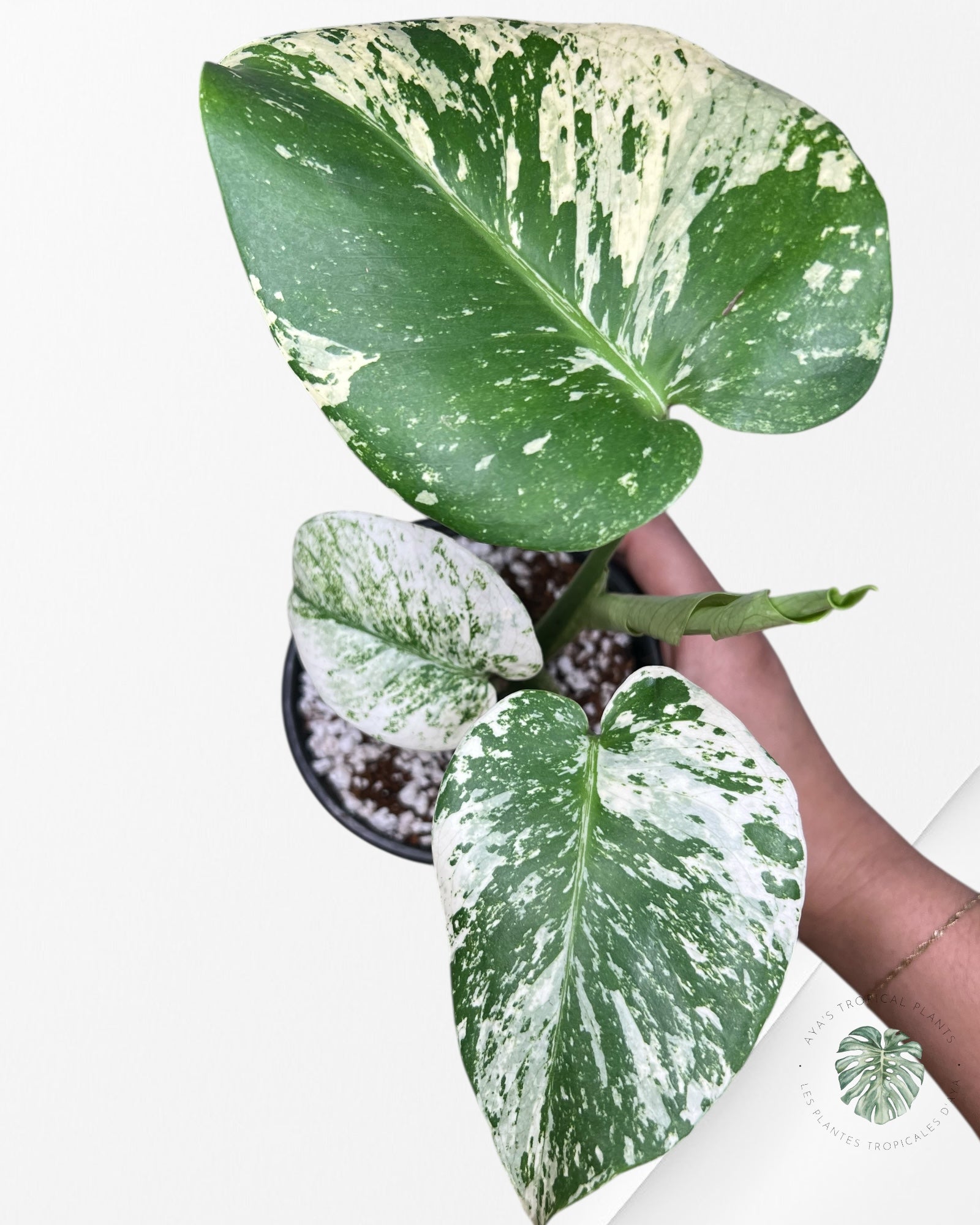 Monstera Mint - 87