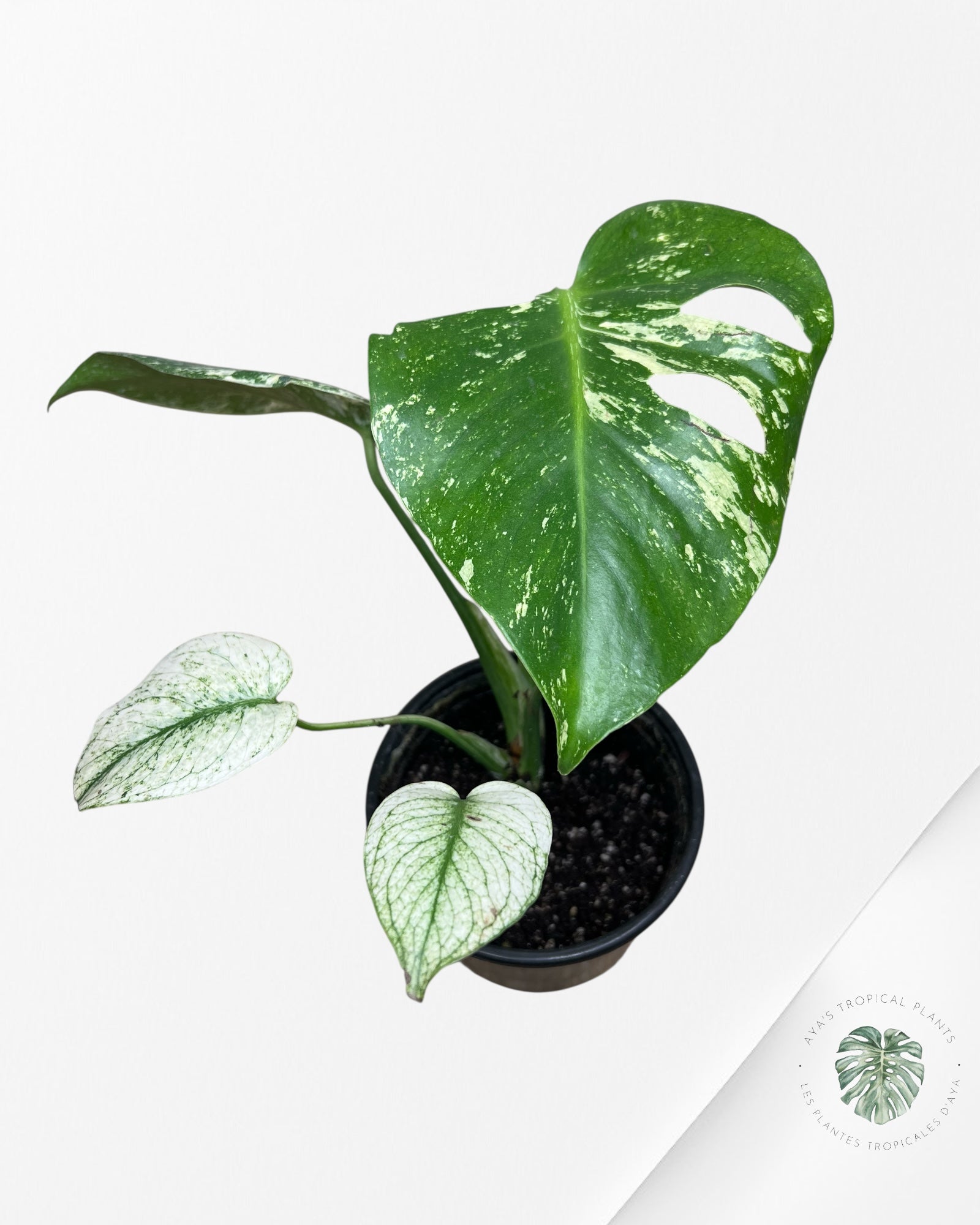 Monstera Mint - SP2