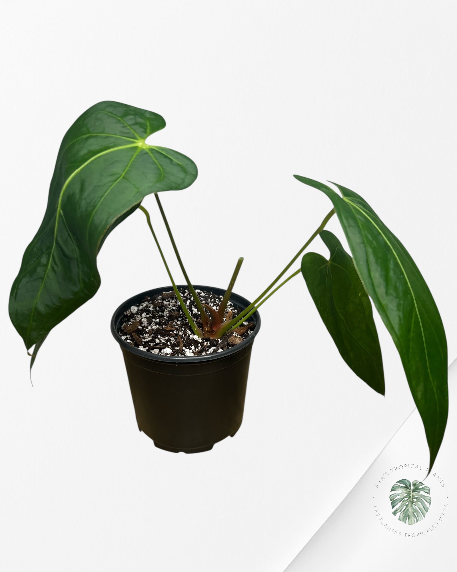 Anthurium 'Ace of Spades' x papillilaminum Fort Sherman' - AF1