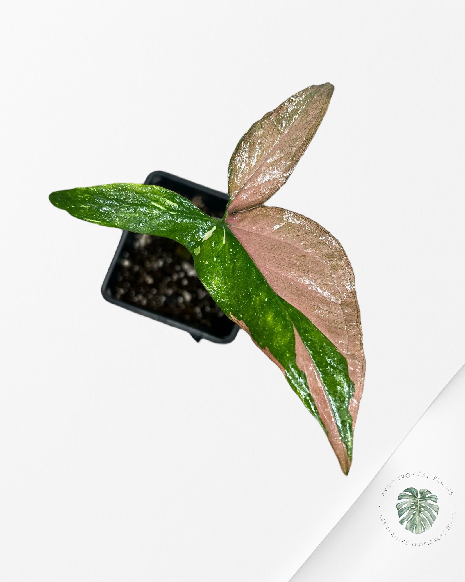Syngonium Redspot Tricolor - SRT01