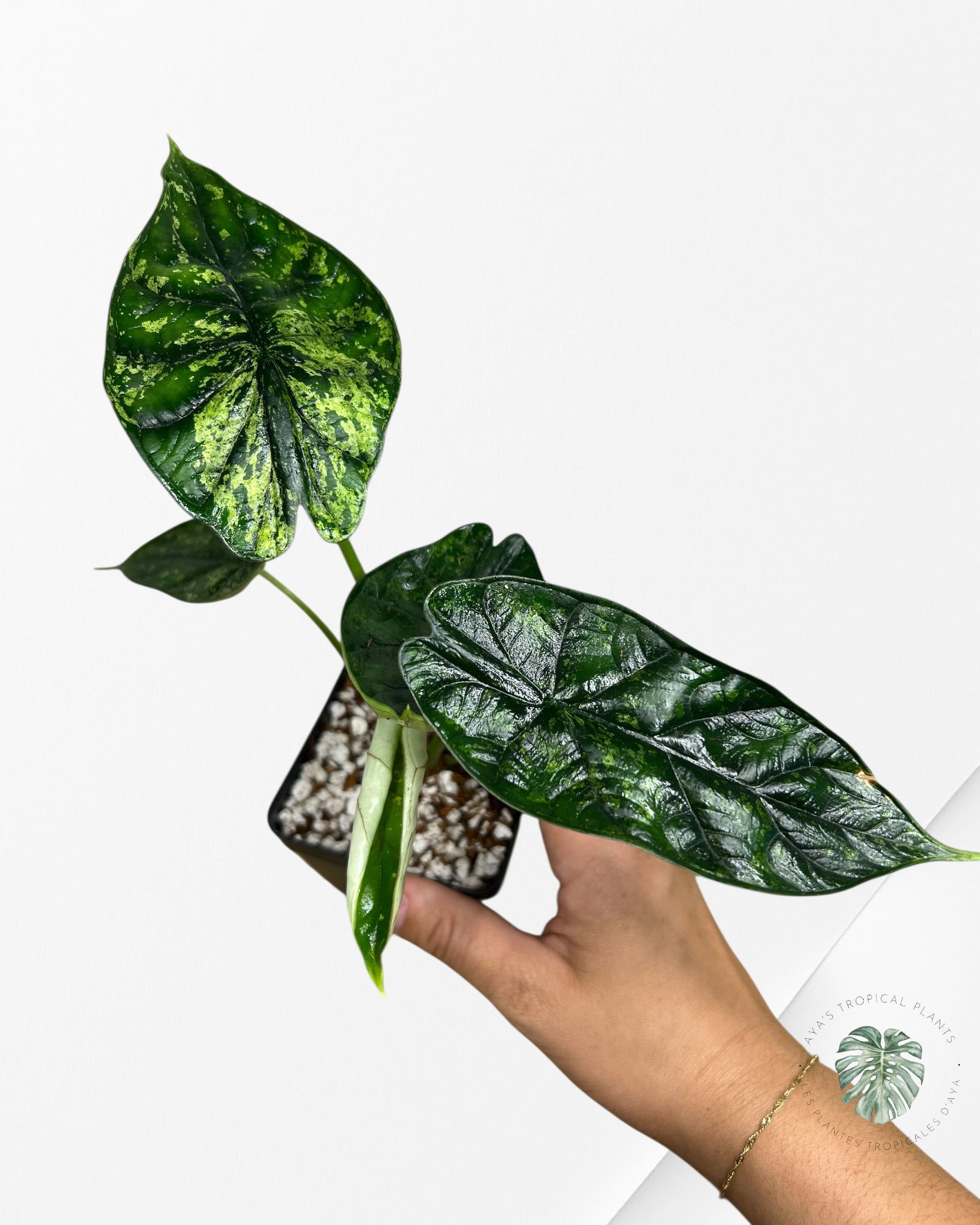 Menthe écaille de dragon Alocasia - 91