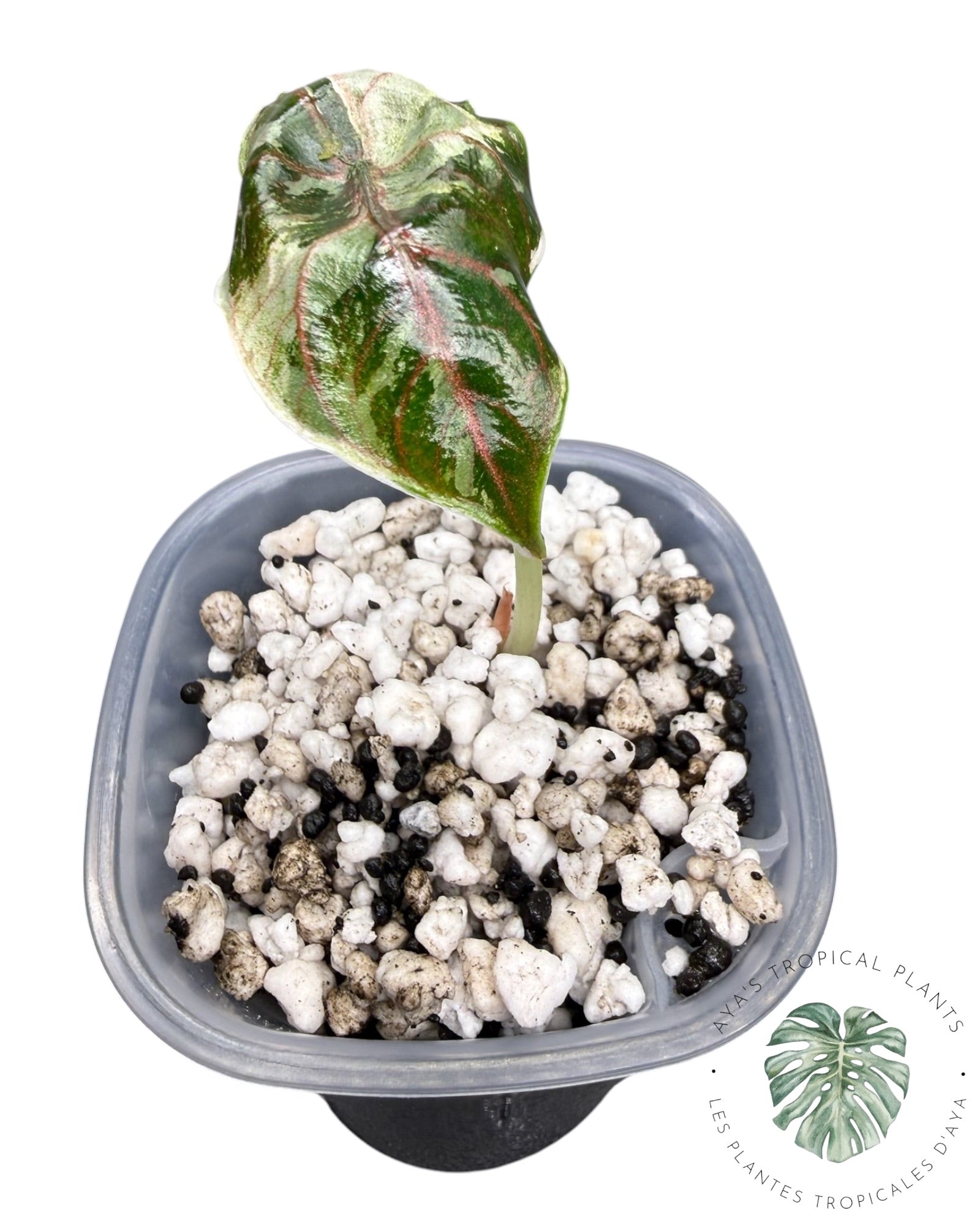 Alocasia Azlanii Pink