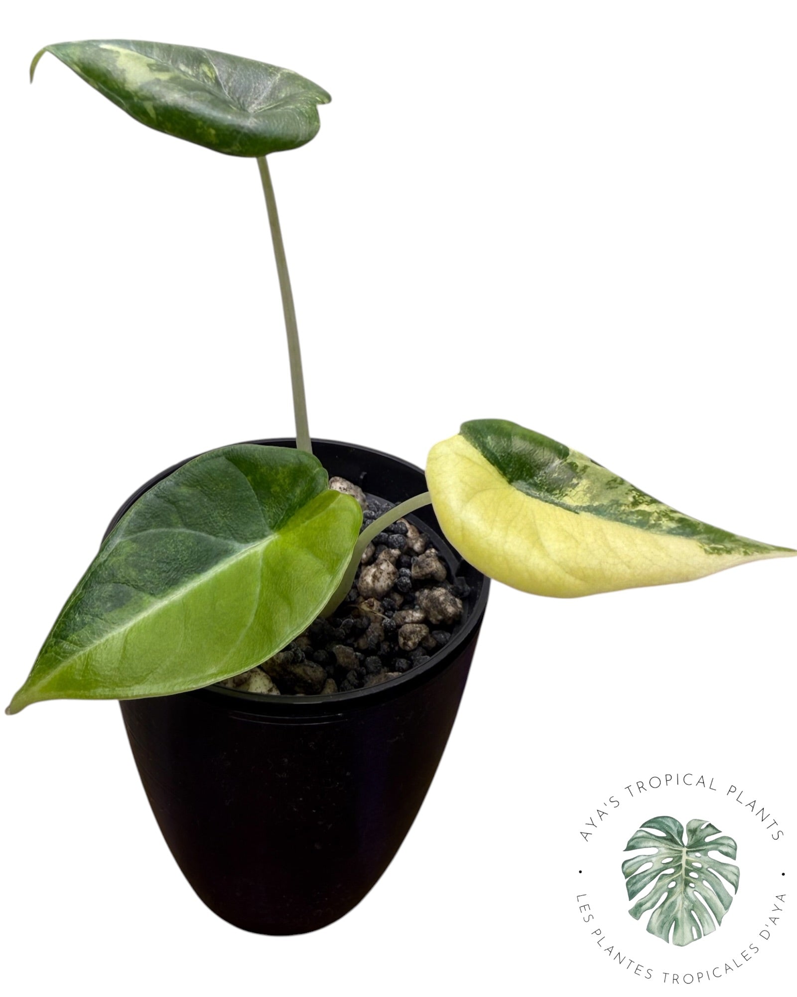 Alocasia Maharani Golden Lime