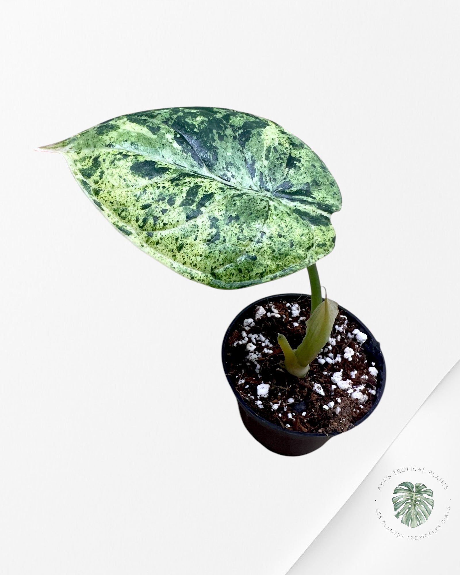Alocasia Dragon Scale Menthe - S5