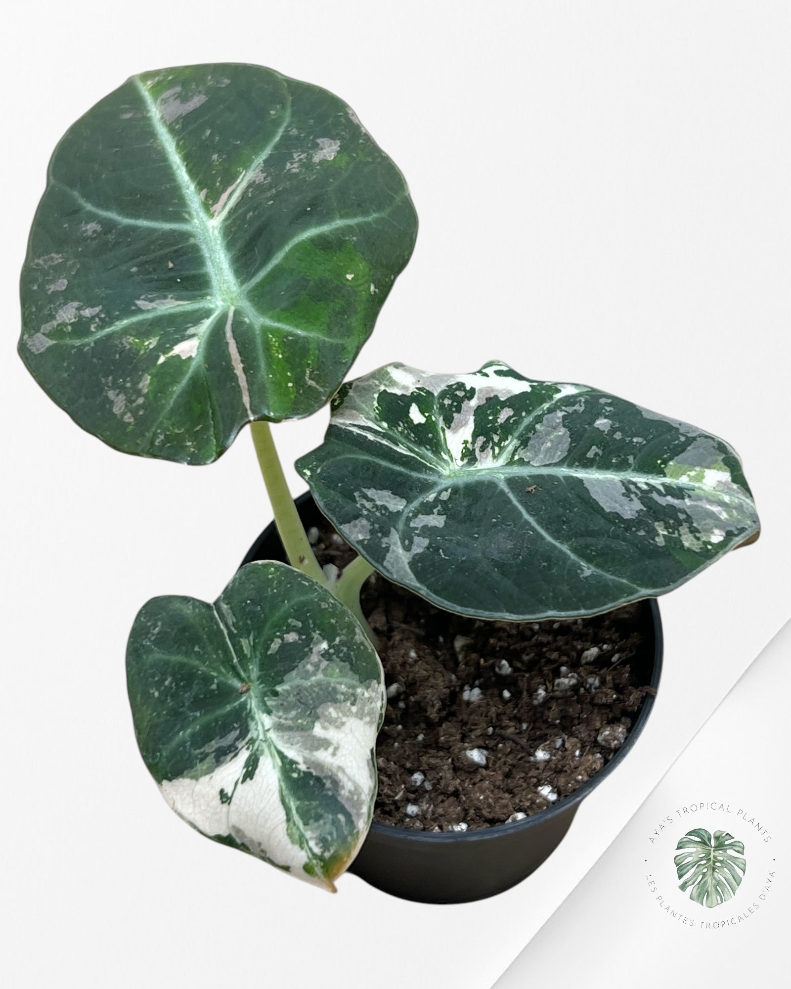 Alocasia Black Velvet Pink - P5