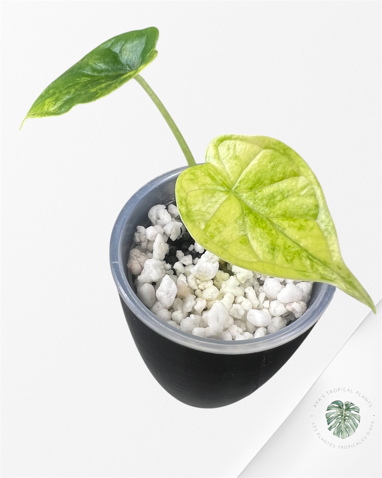 Alocasia Dragon Scale Aurea Variegated