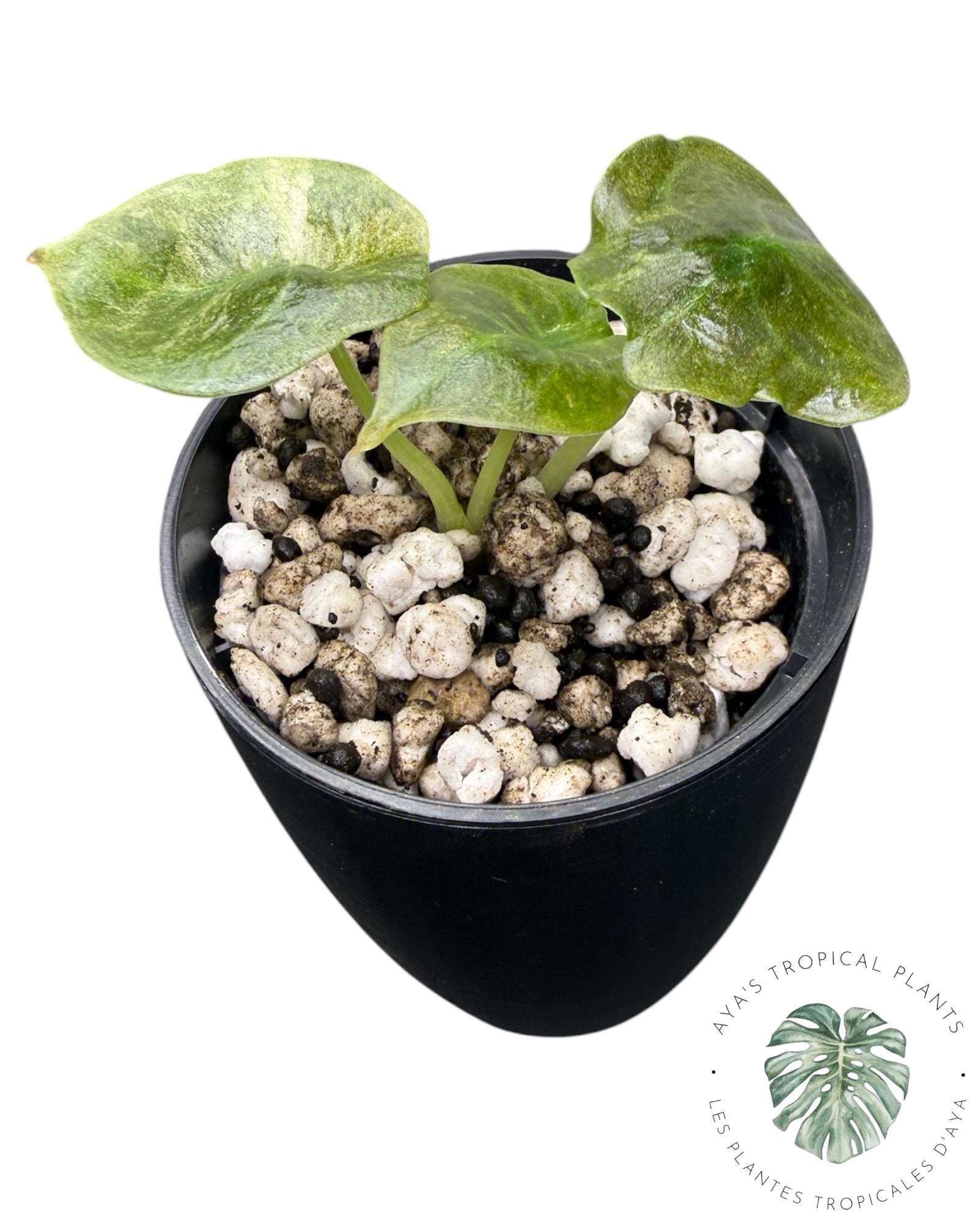 Alocasia Cuprea Pink Variegated