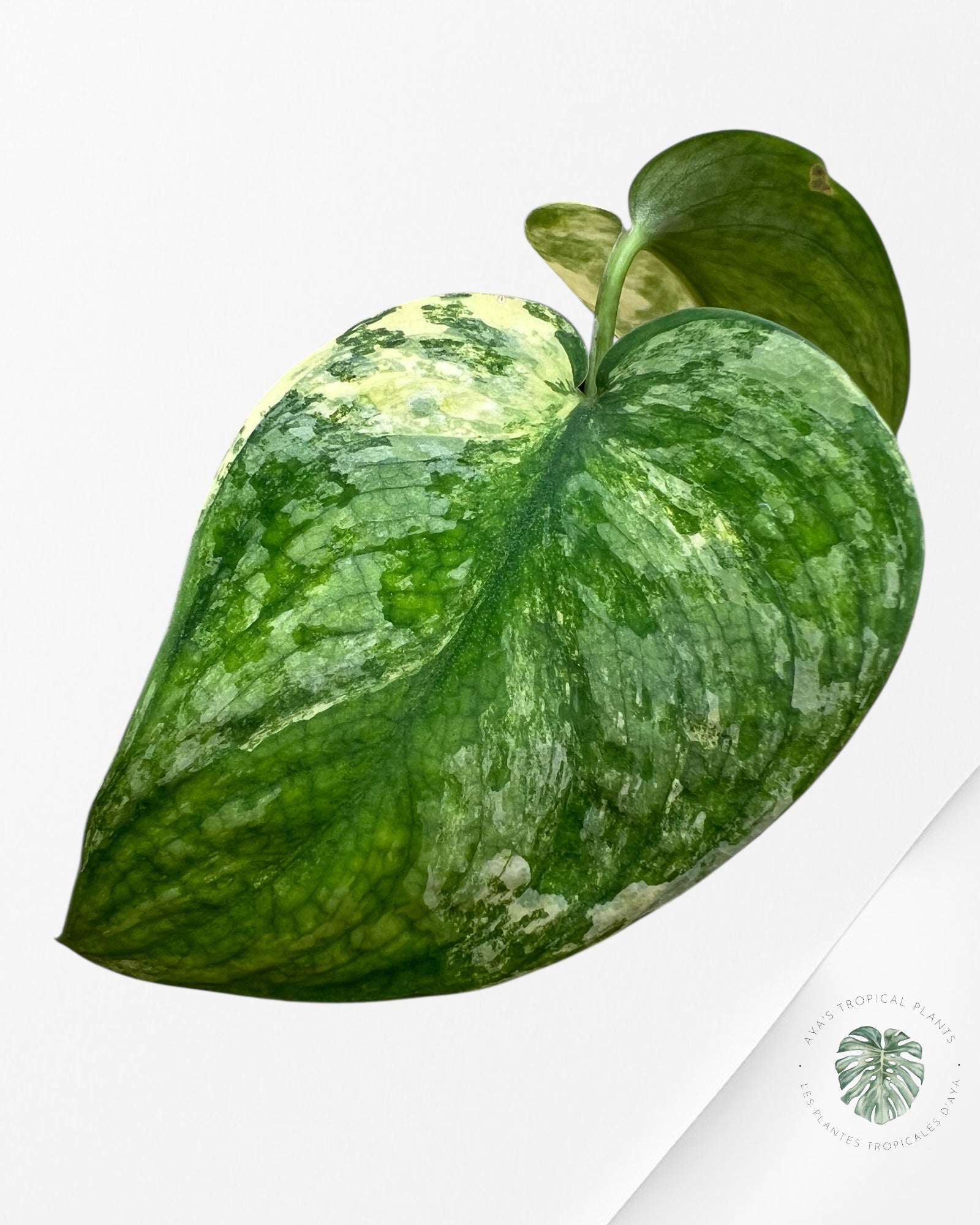 Scindapsus Swarnabhumi - SSV03