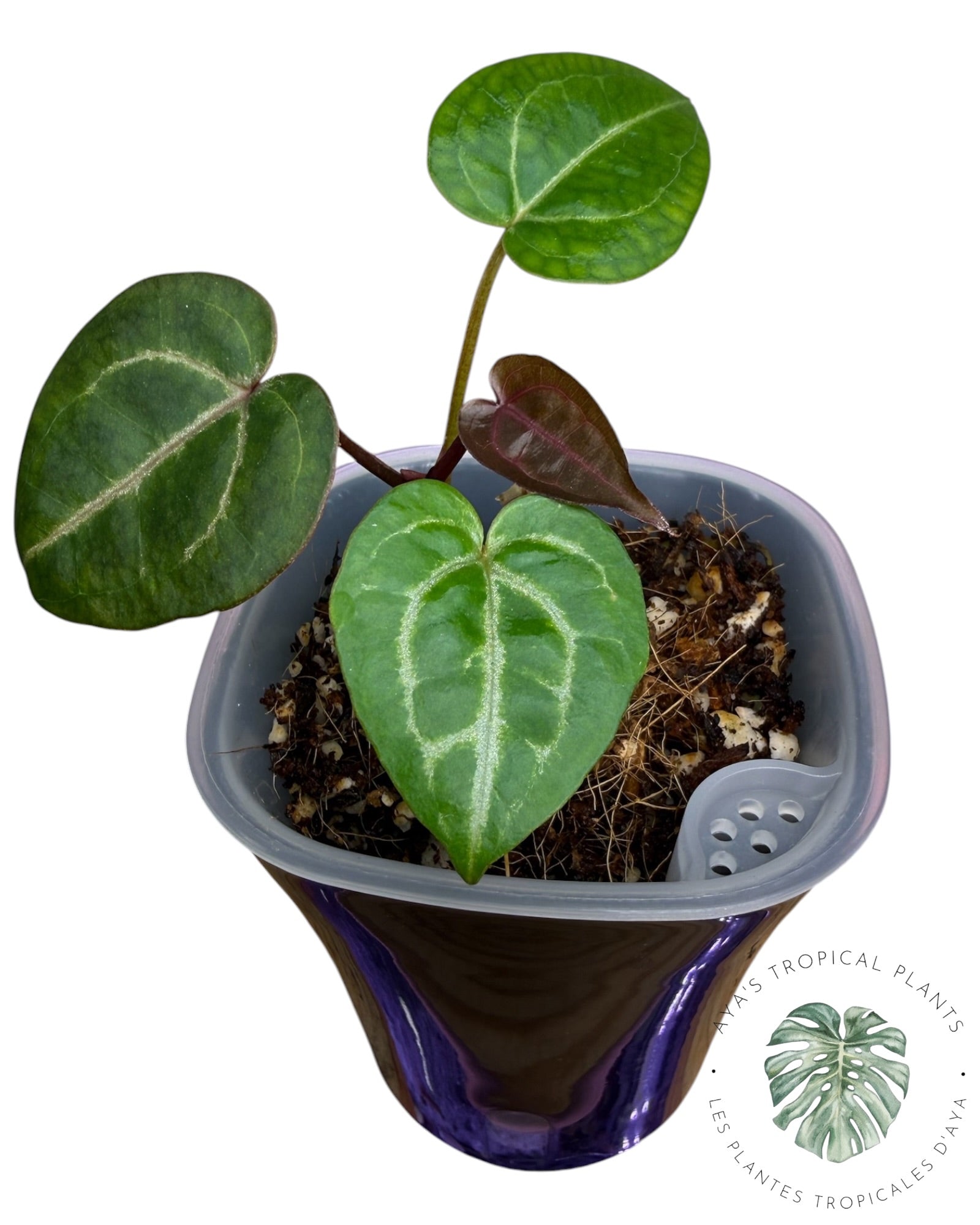 Anthurium Wonderboy X Michelle
