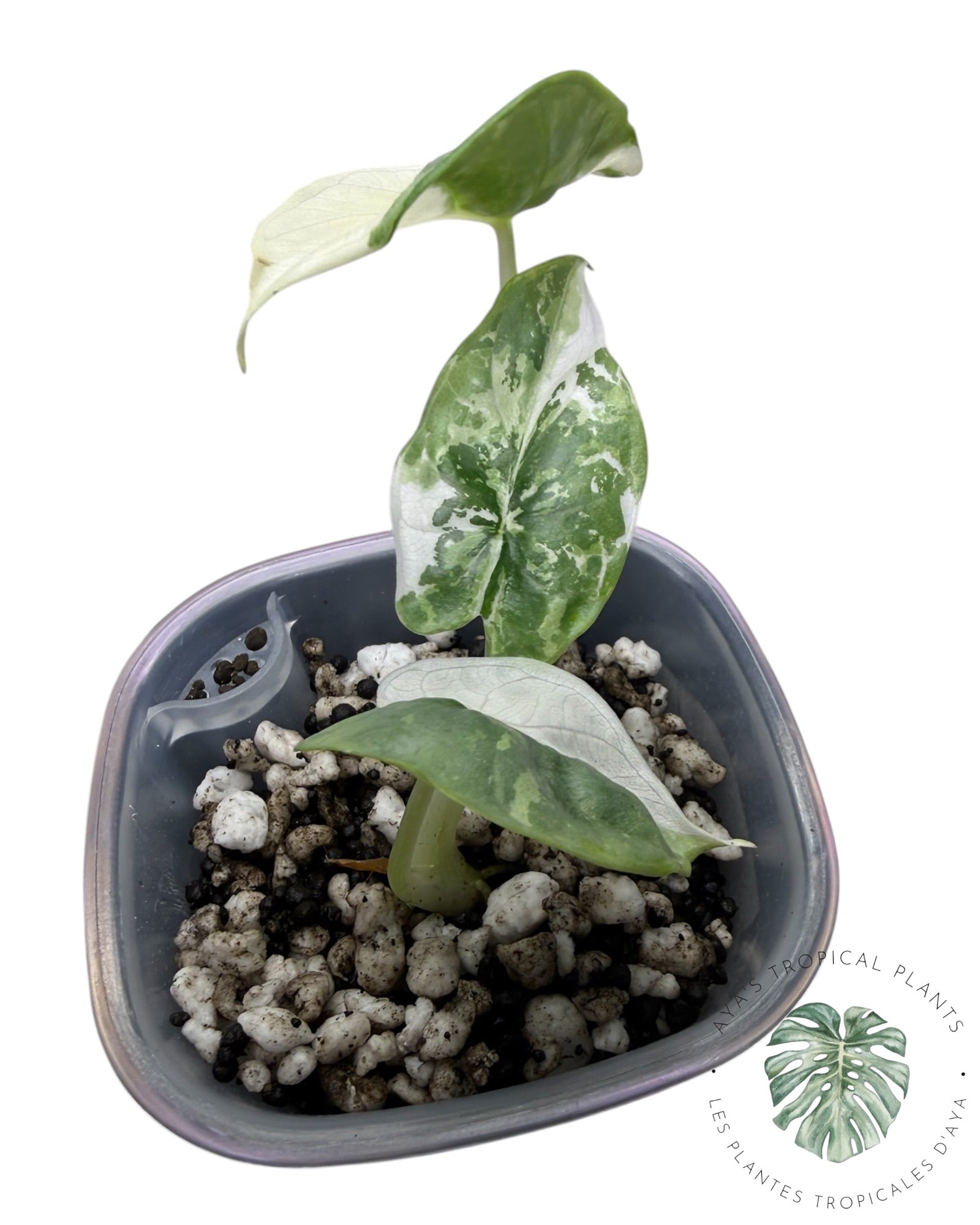 Alocasia Silver Dragon Albo