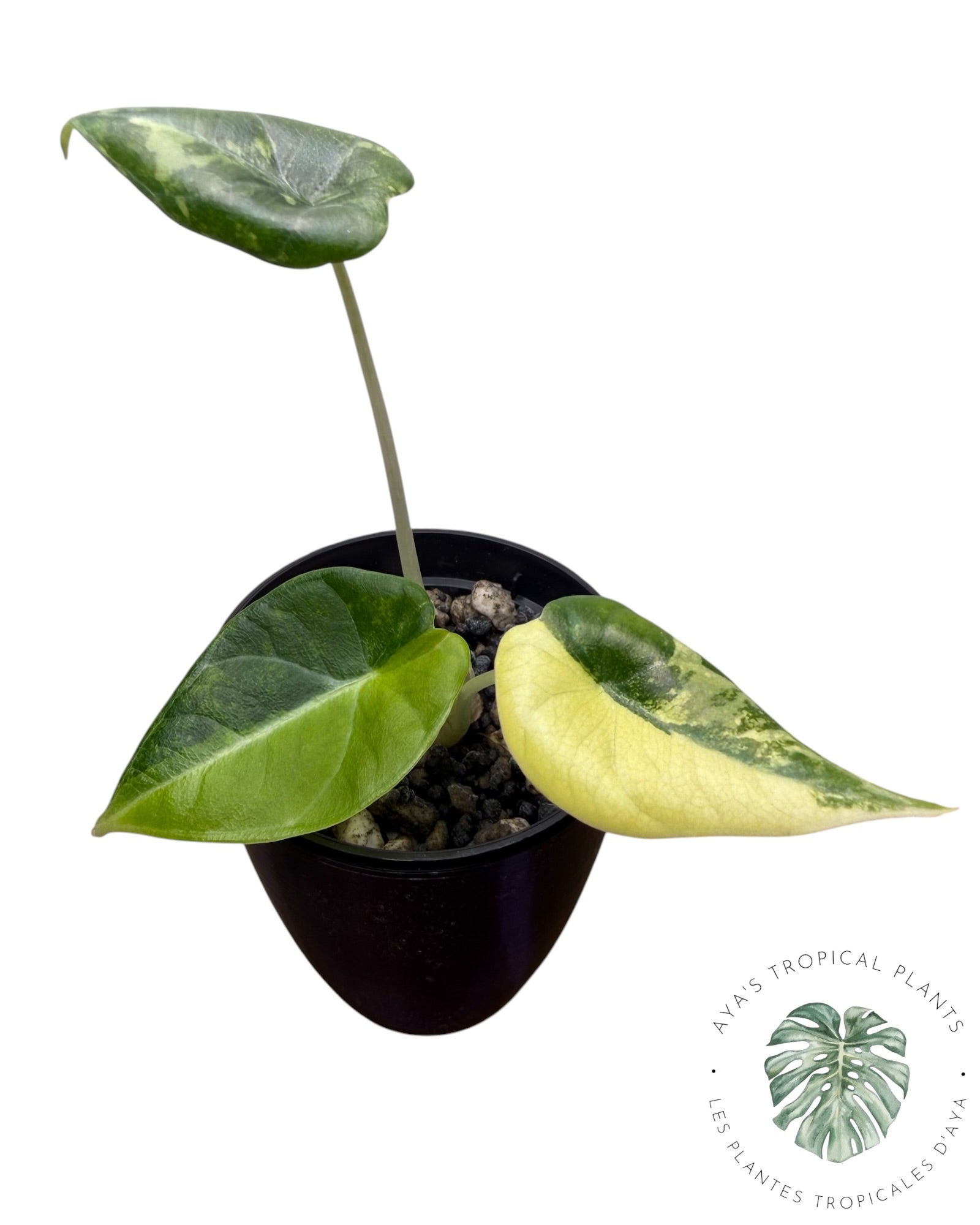 Alocasia Maharani Golden Lime