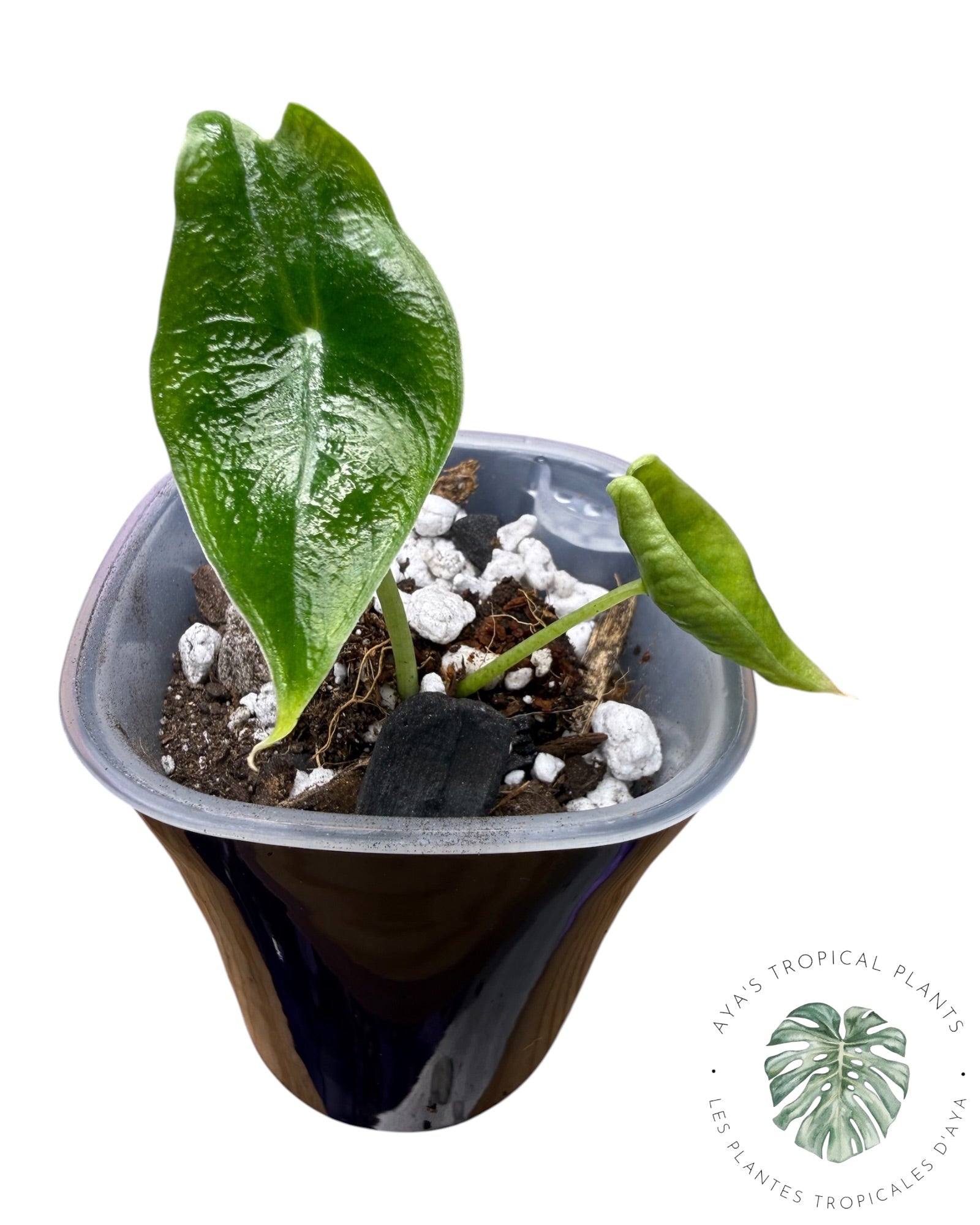 Alocasia Longiloba Pourpre
