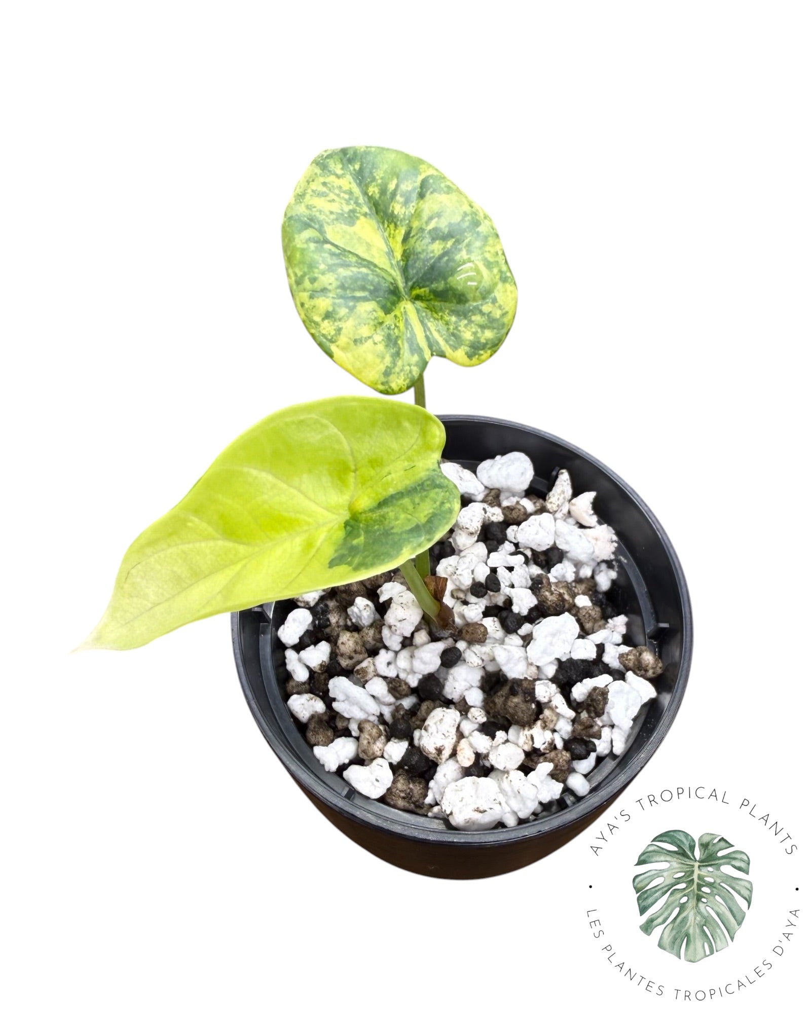 Alocasia Silver Dragon Aurea panaché