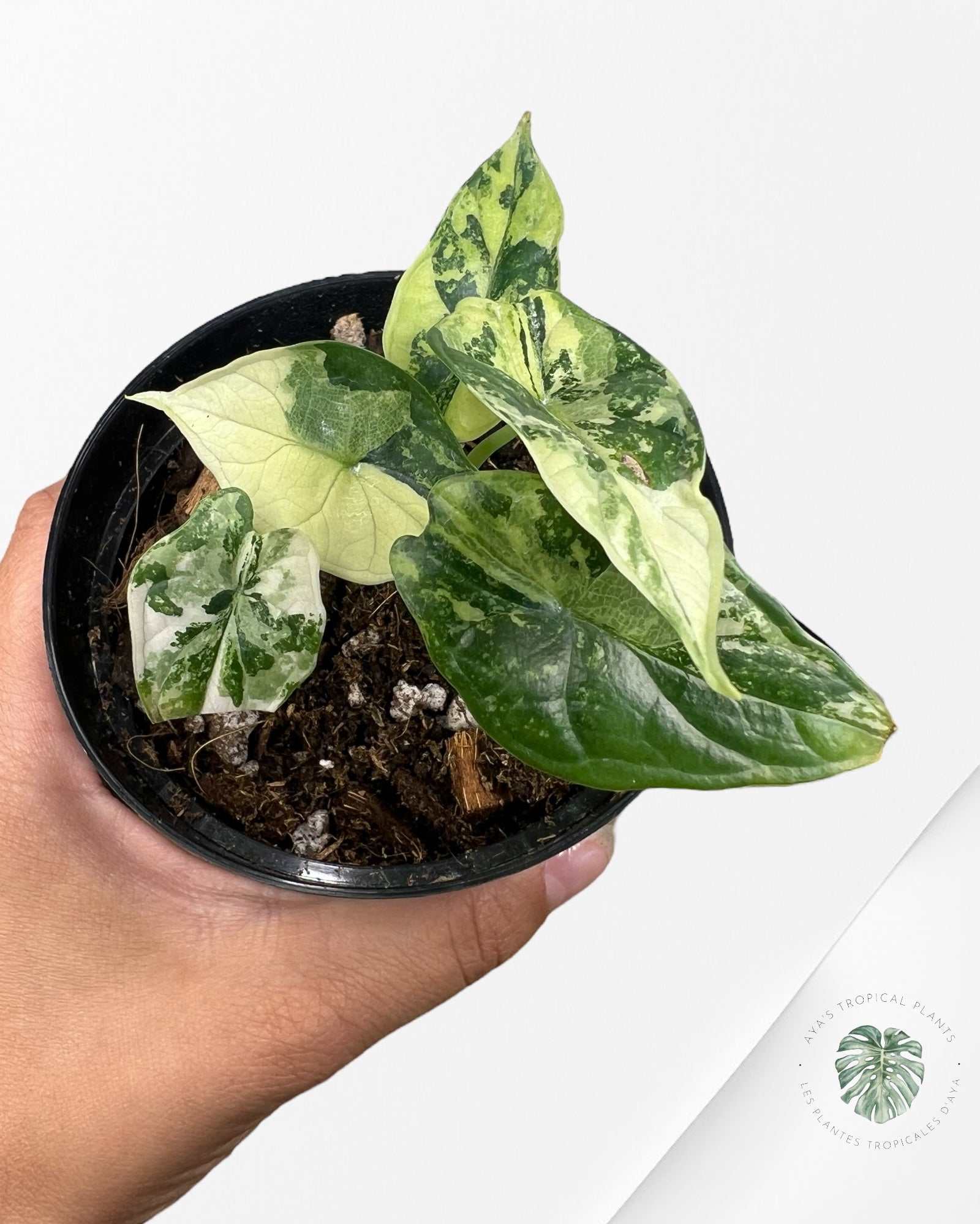 Alocasia baginda ' Dragon Scale’ variegated - F2